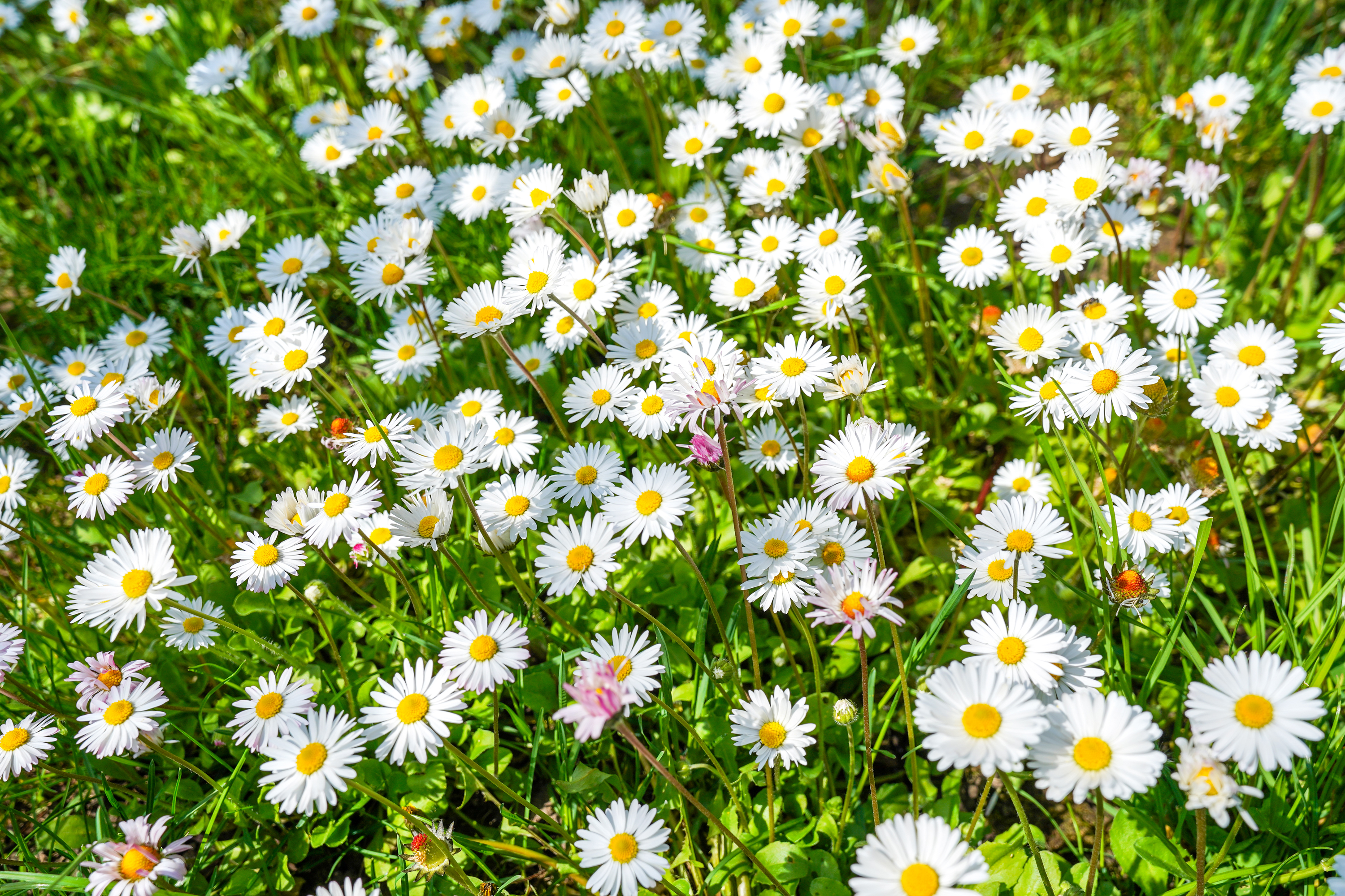  Luxury Villa in a Prime Educational Hub, Pipera - 物件實景