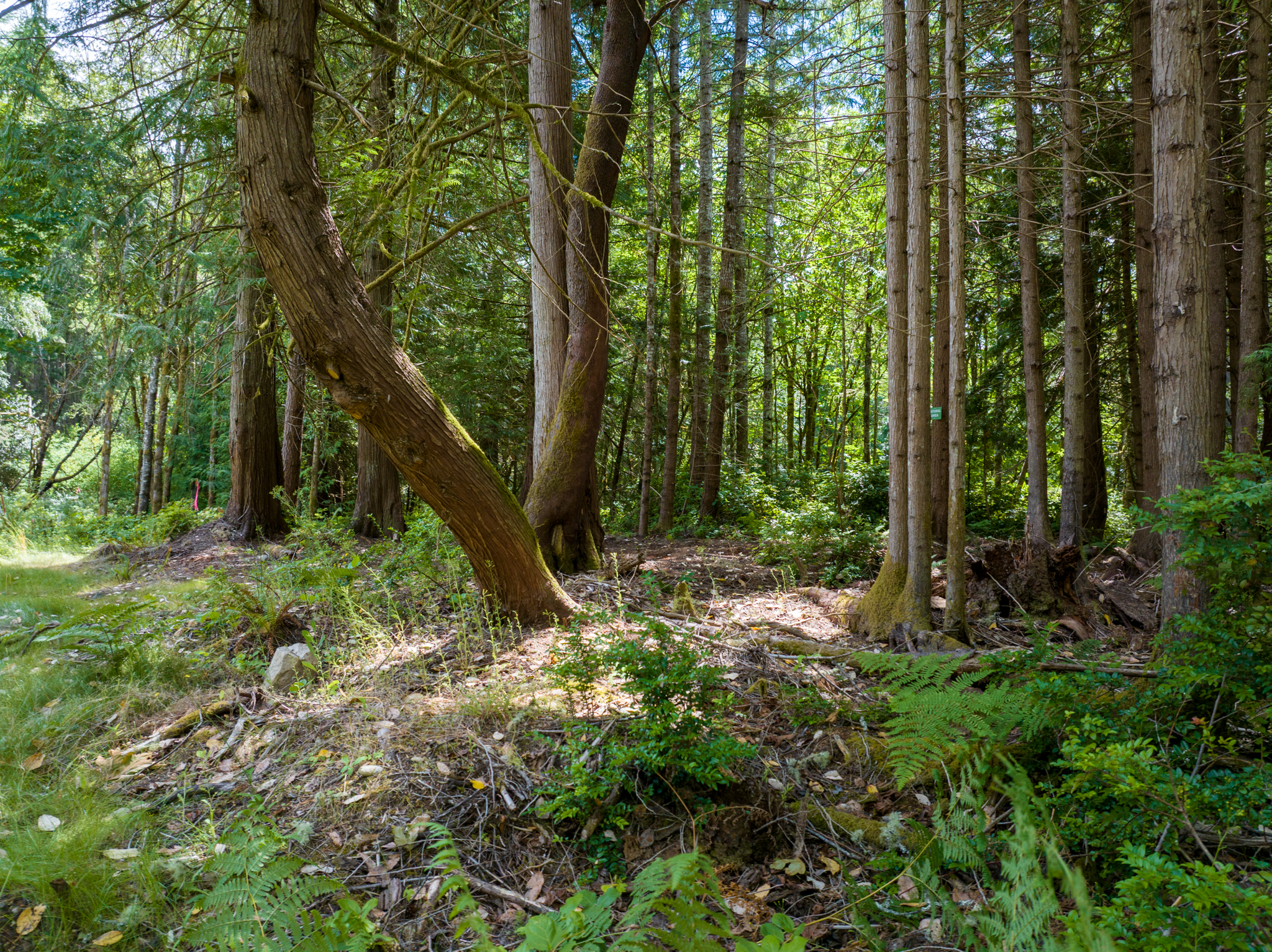  Lot A Bucsit Lane Northeast, Bainbridge Island, WA 98110 - 物件實景