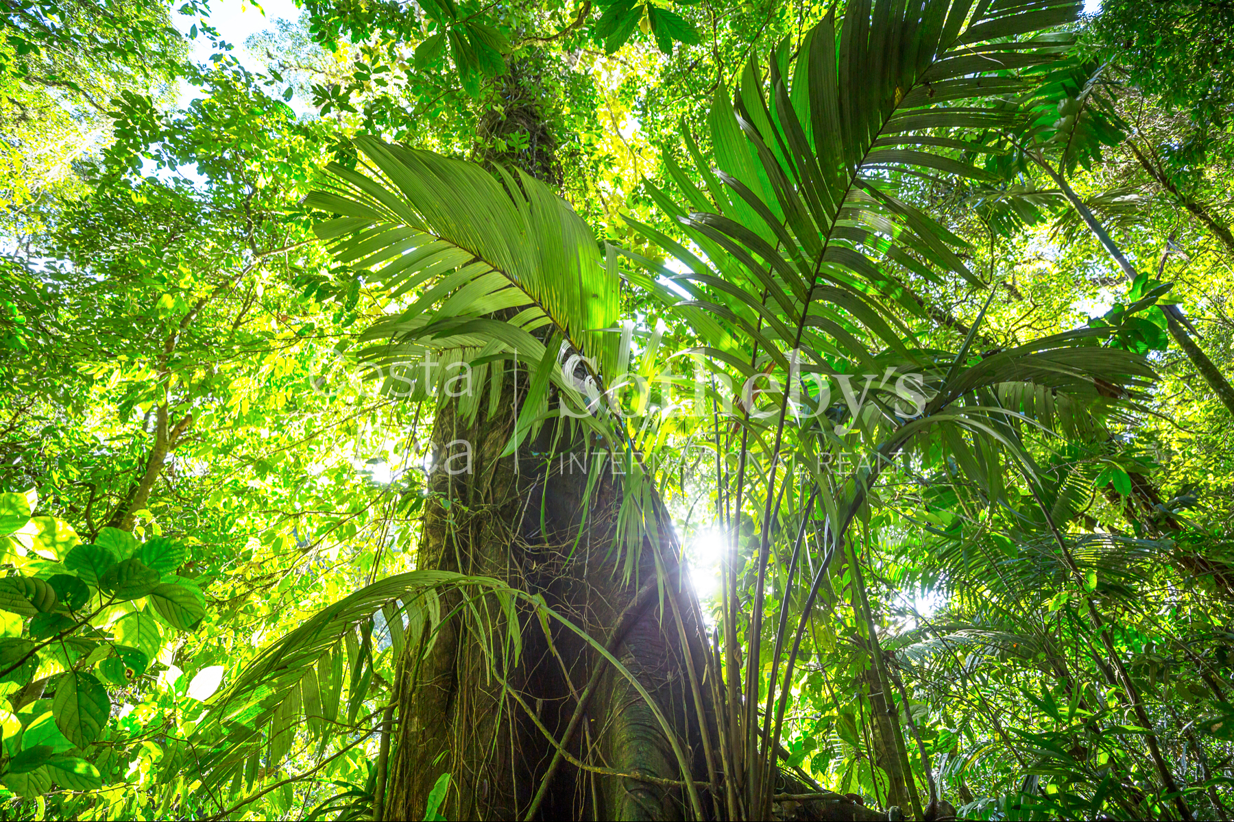  300ha Conservation of Tropical Rainforest - 物件實景