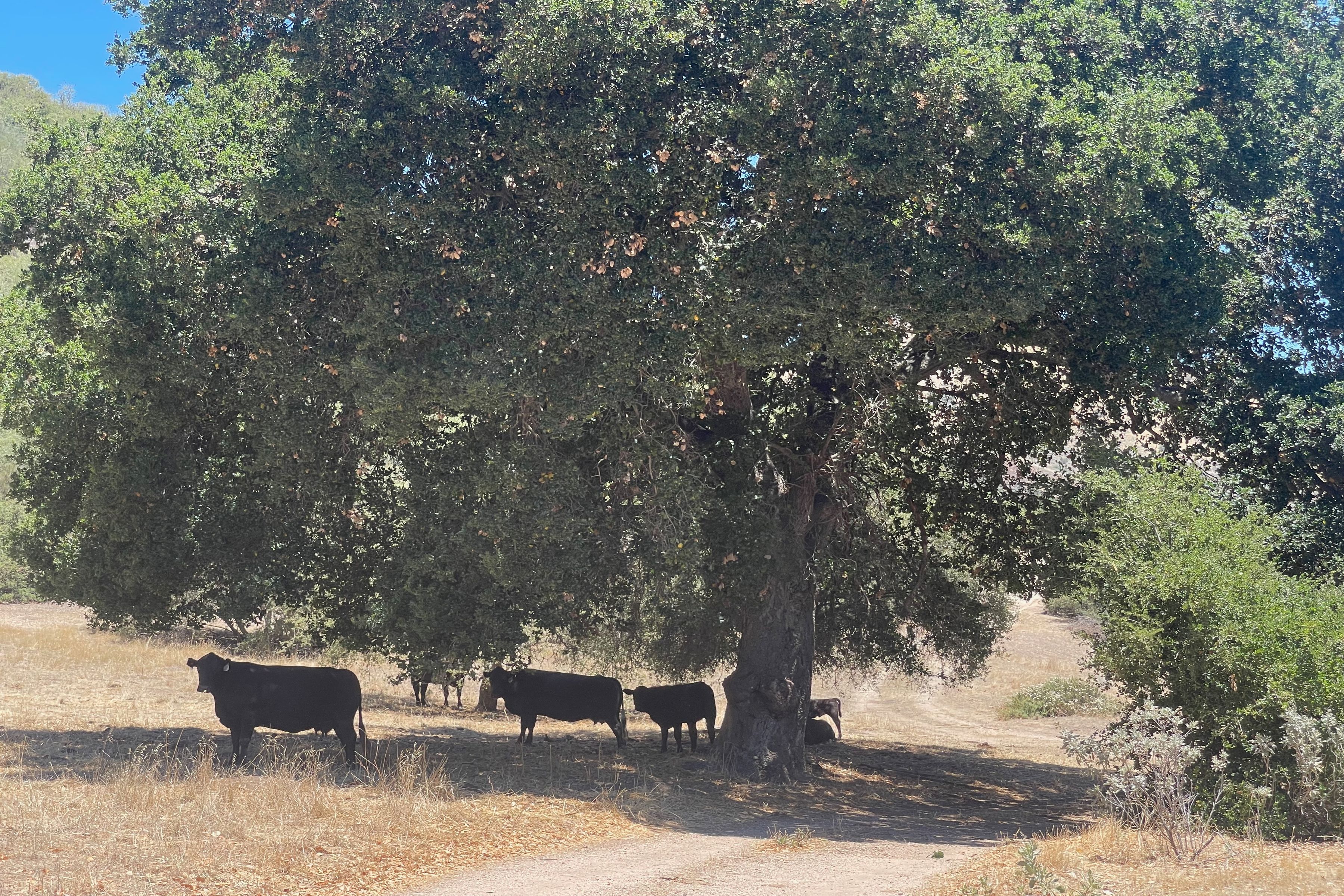  0 East Carmel Valley Road - 物件實景