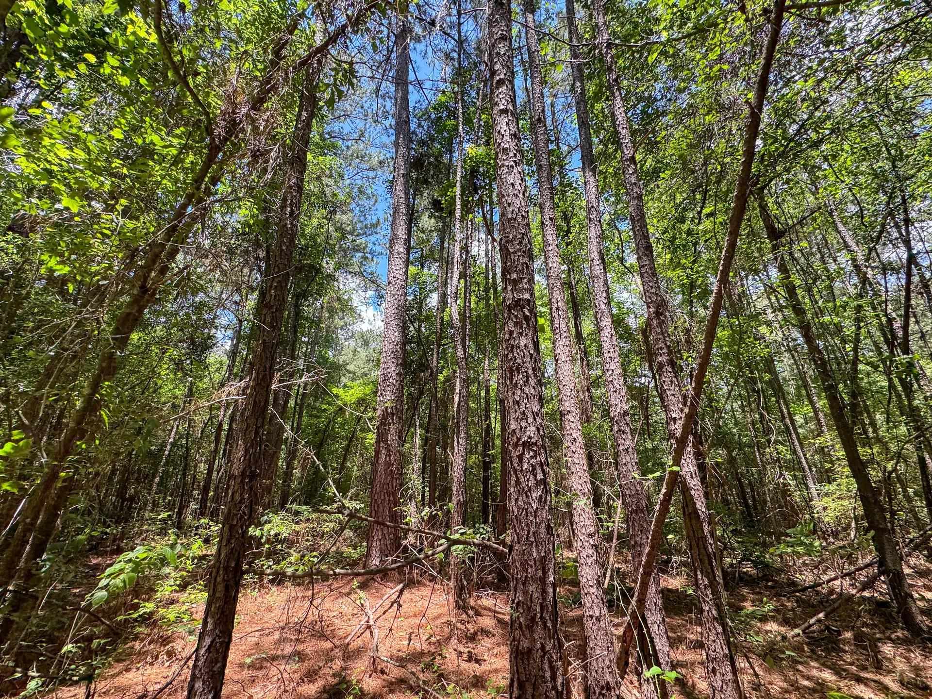 Douglassville, Texas, 75560, United States, ,Land,For Sale,2048006