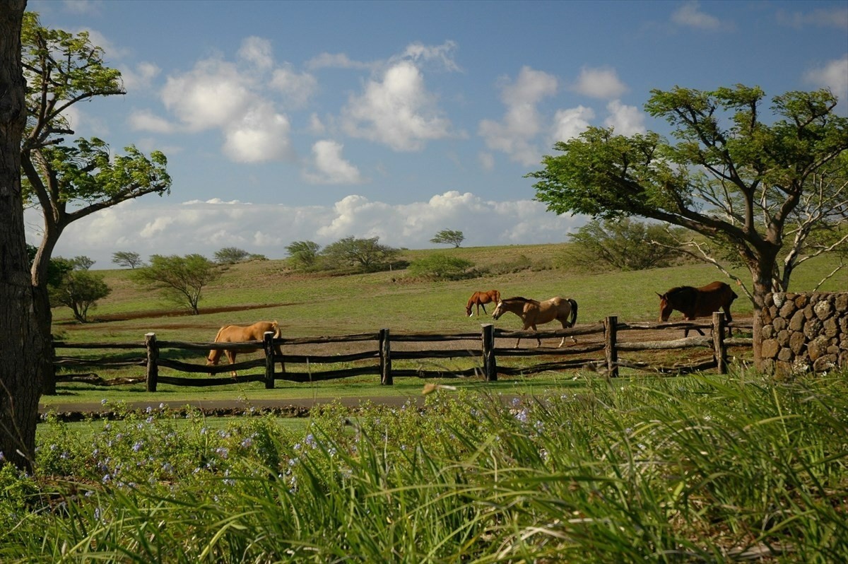 56-113 PUALANI ROAD, Hawi, Hawaii, 96719, United States, ,Land,For Sale,56-113 PUALANI ROAD,1642181