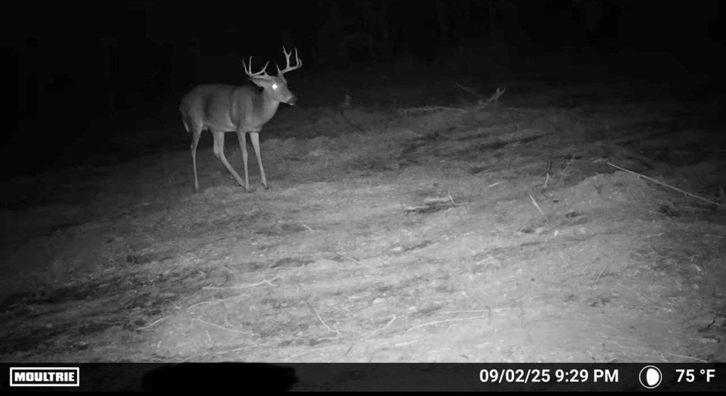 Abbeville, Georgia, 31001, United States, ,Land,For Sale,1975130