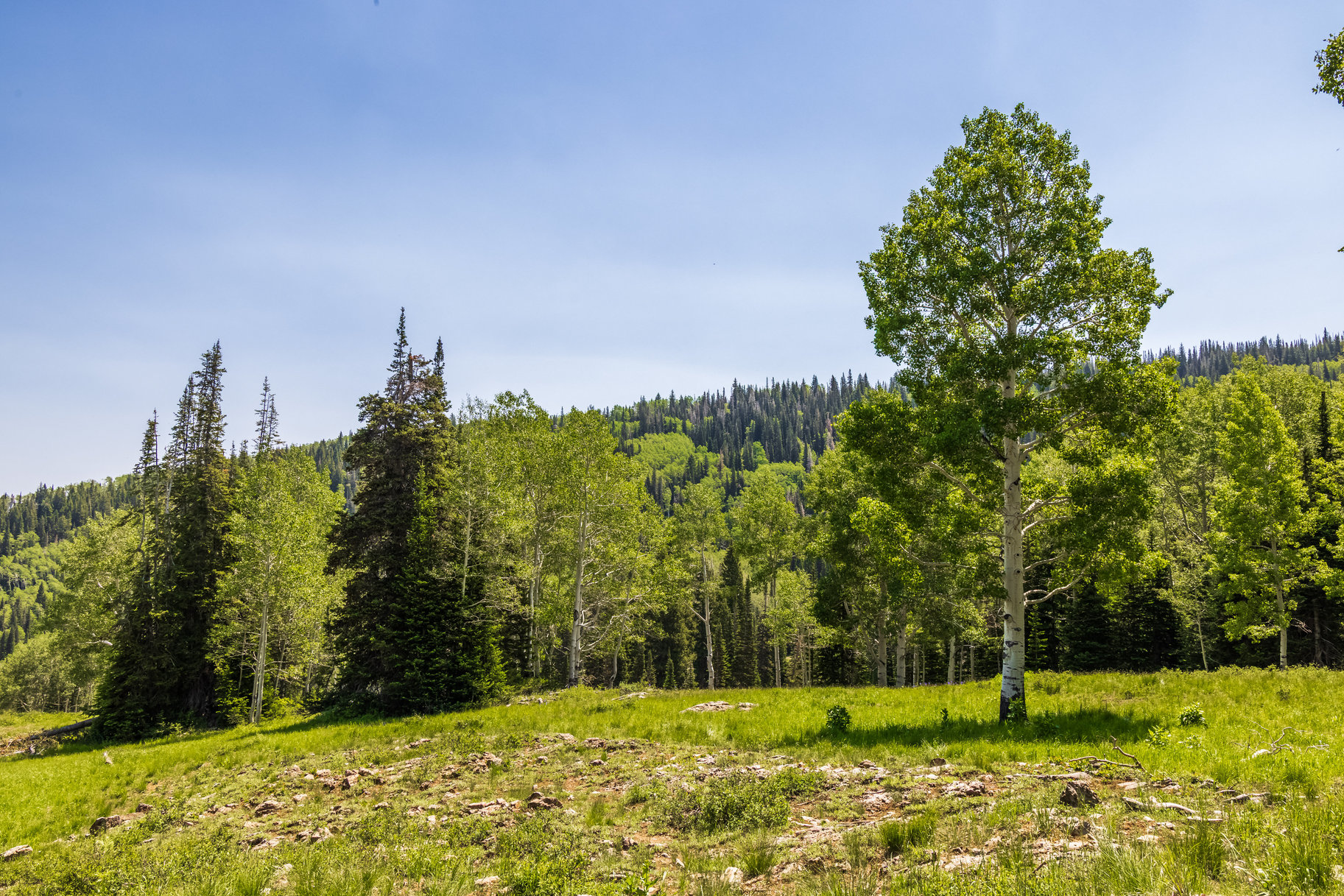  Incredible 28 Acre Estate Lot in the Colony at White Pine Canyon - 物件實景