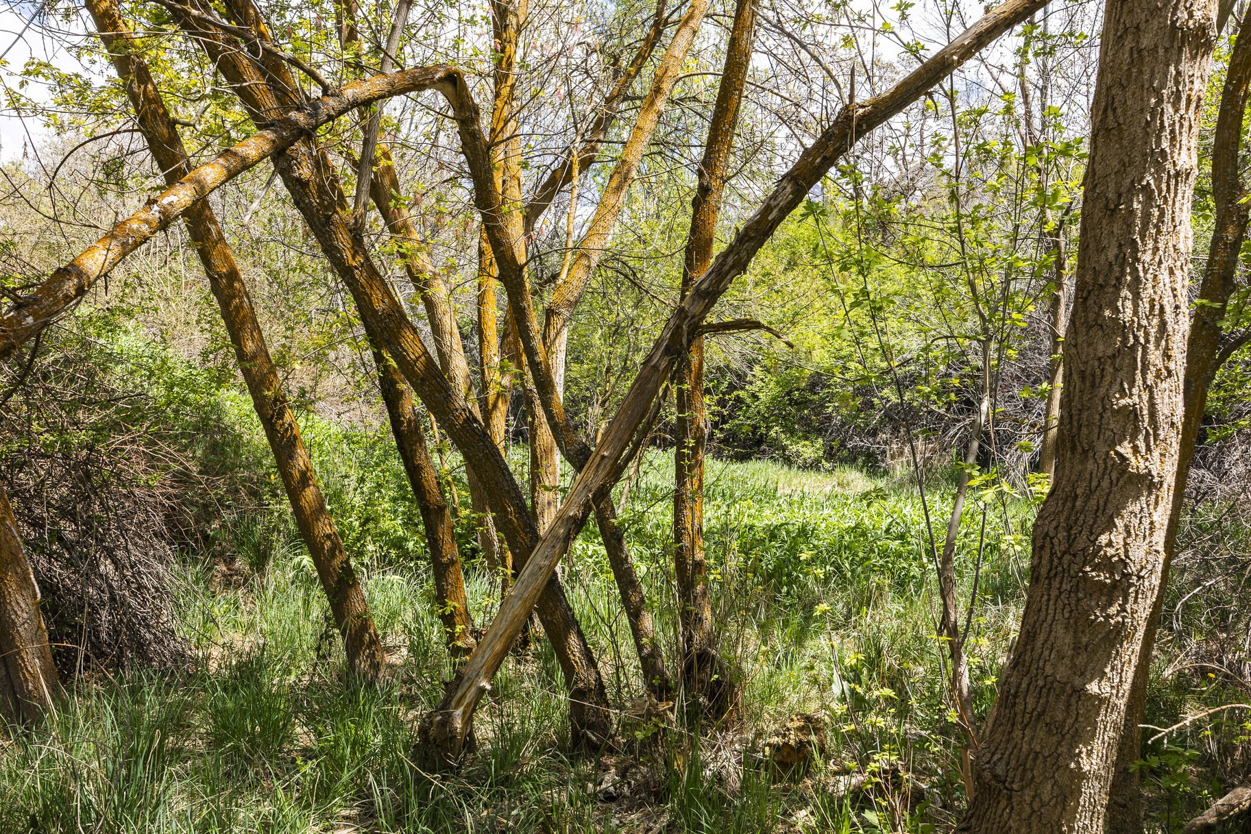  1.47 Acre Lot In East Layton With Endless Possibilities - 物件實景