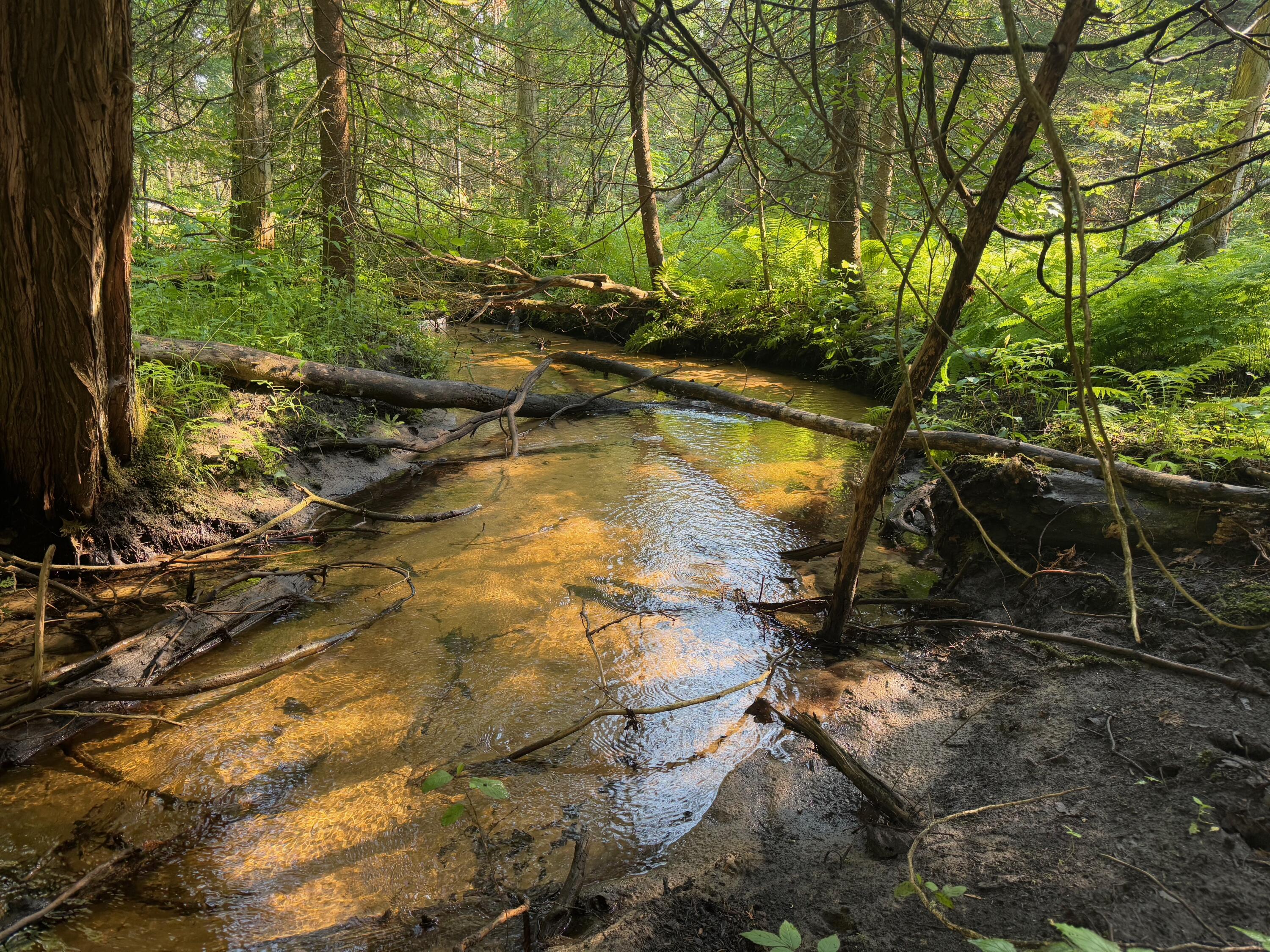 Wolverine, Michigan, 49799, United States, 2 Bedrooms Bedrooms, ,2 BathroomsBathrooms,Residential,For Sale,1885505