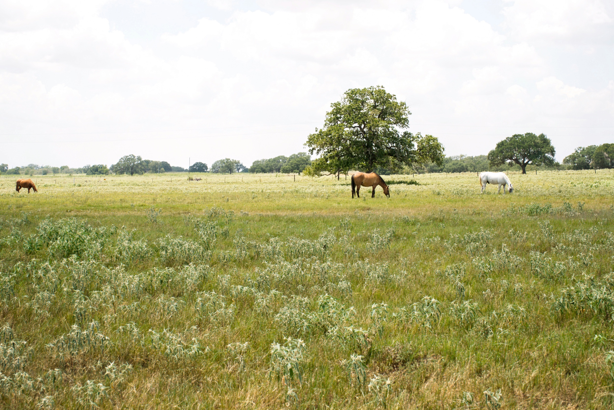  Bar Nothing Ranch, Fayette County - 物件實景