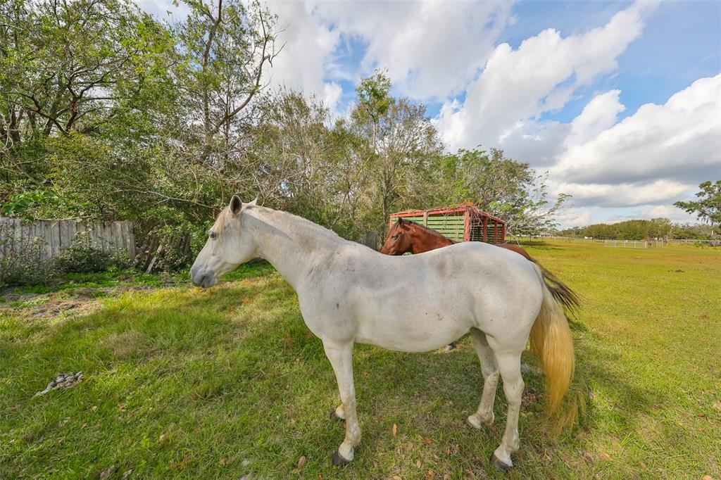 Wimauma, Florida, 33598, United States, 3 Bedrooms Bedrooms, ,2 BathroomsBathrooms,Residential,For Sale,1976753