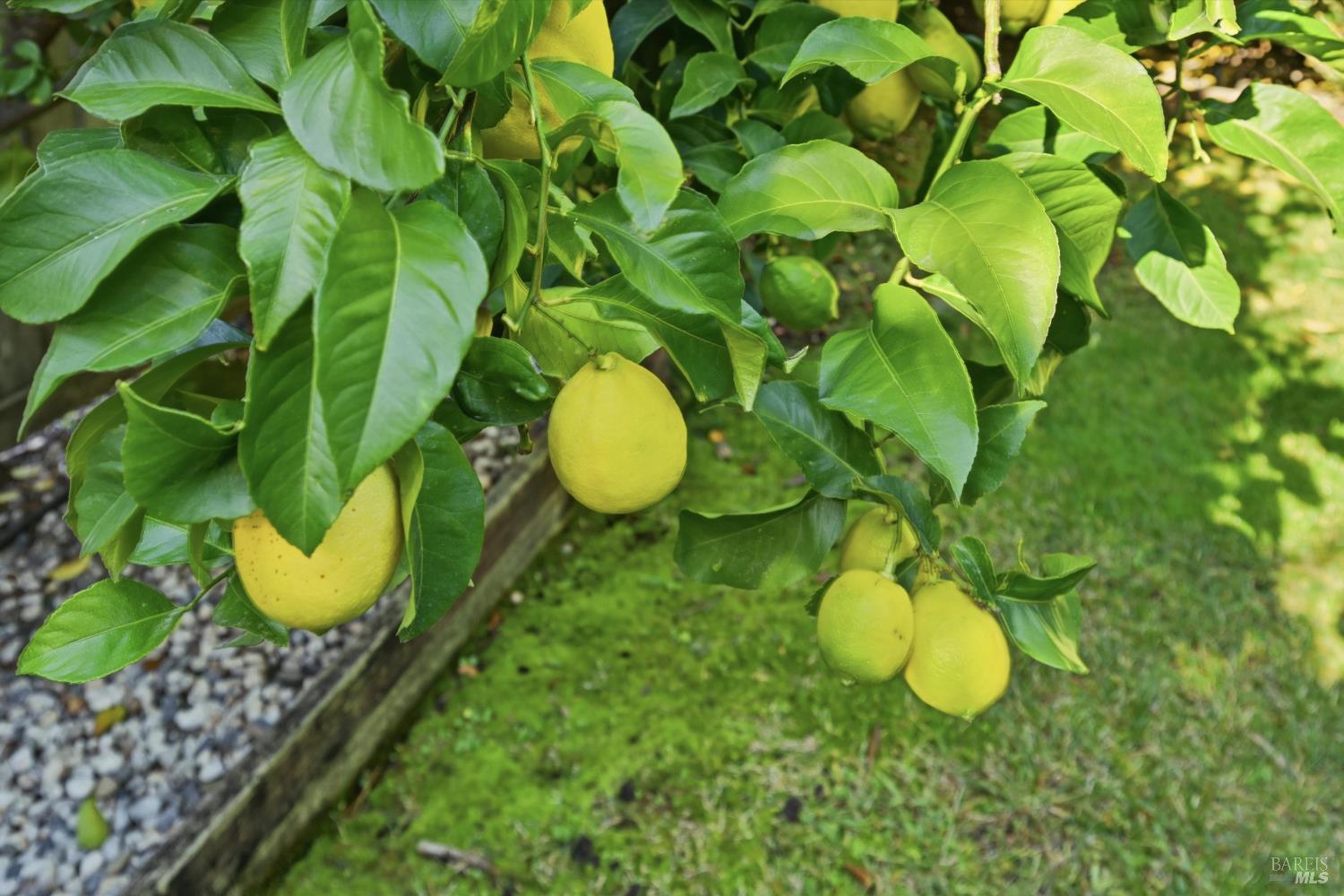 Napa, California, 94559, United States, 5 Bedrooms Bedrooms, ,3 BathroomsBathrooms,Residential,For Sale,2000395