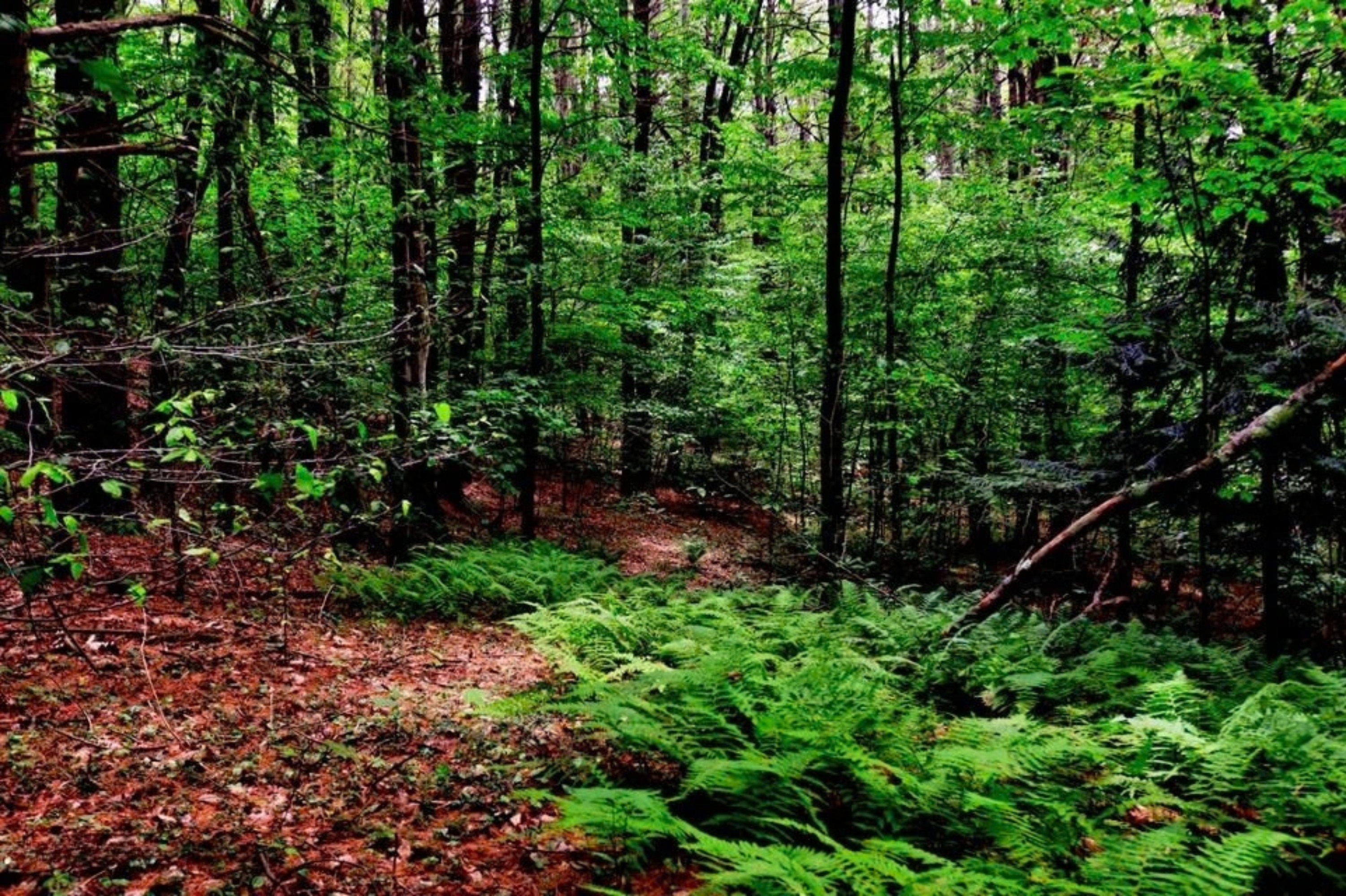  21 Acres Between 2 Parcels of Conservation Land Offering Significant Development - 物件實景