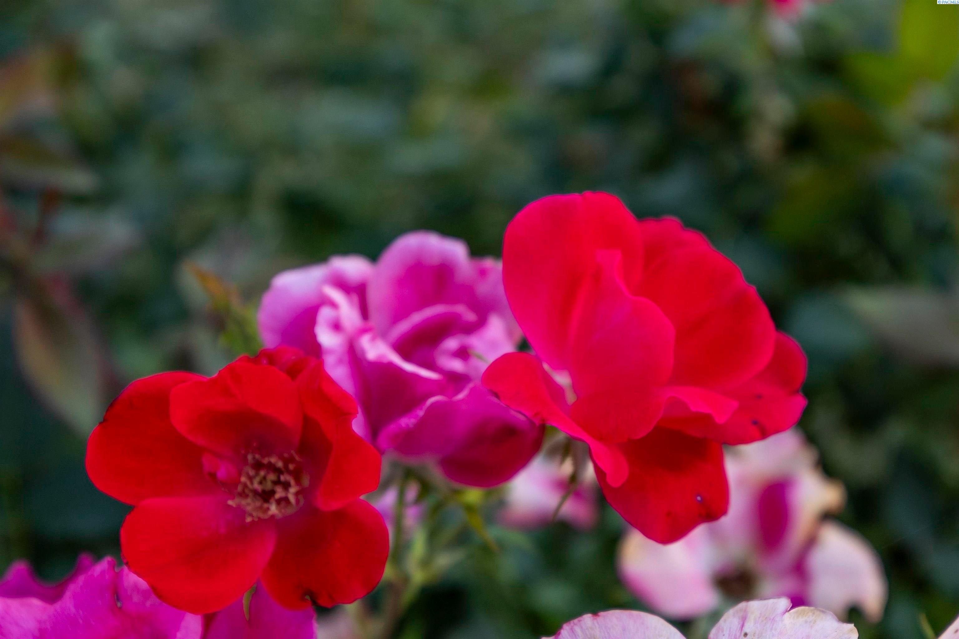 Sunnyside, Washington, 98944, United States, 4 Bedrooms Bedrooms, ,3 BathroomsBathrooms,Residential,For Sale,1979246