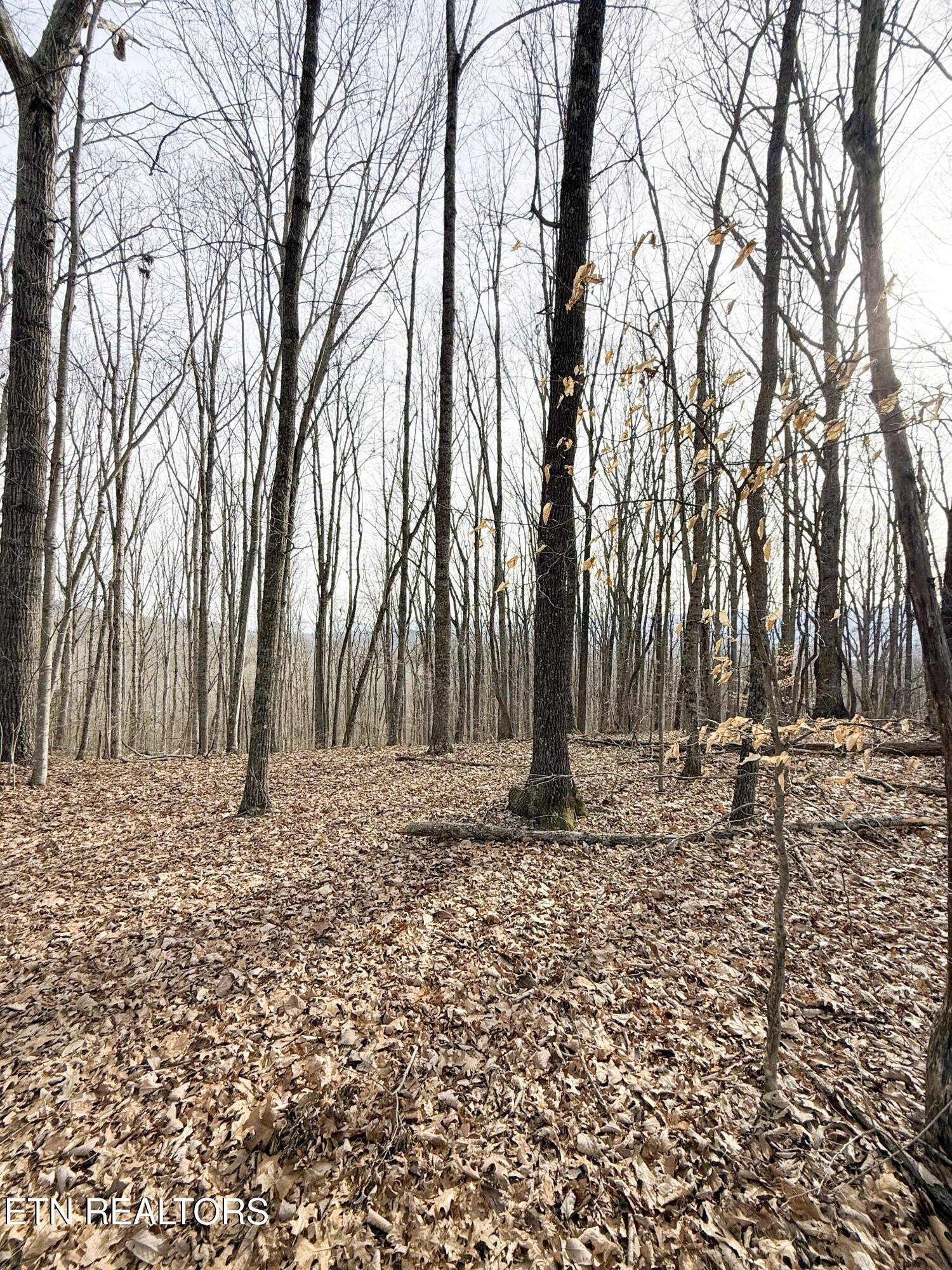 Pikeville, Tennessee, 37367, United States, ,Land,For Sale,1975616