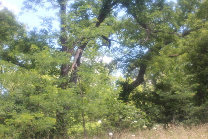 Polk, Missouri, 65727, United States, ,Land,For Sale,1980569