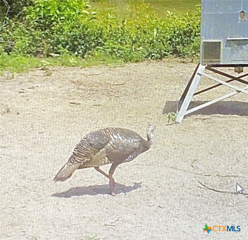 Nursery, Texas, 77976, United States, ,Land,For Sale,1988959