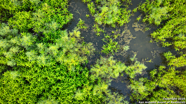 Nixon, Texas, 78140, United States, ,Residential,For Sale,1988320