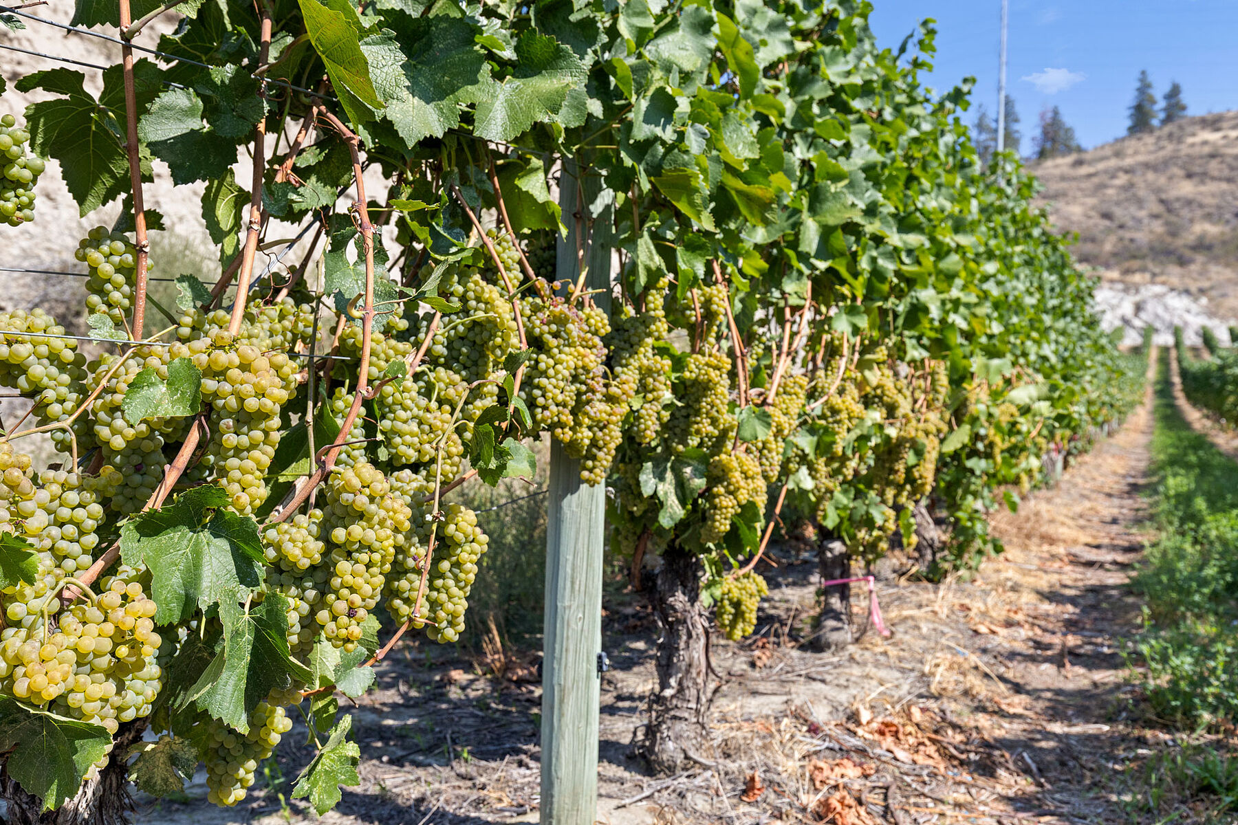  Boutique Okanagan Winery - 物件實景