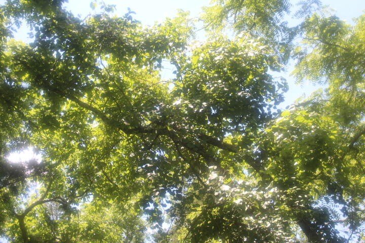 Polk, Missouri, 65727, United States, ,Land,For Sale,1980569