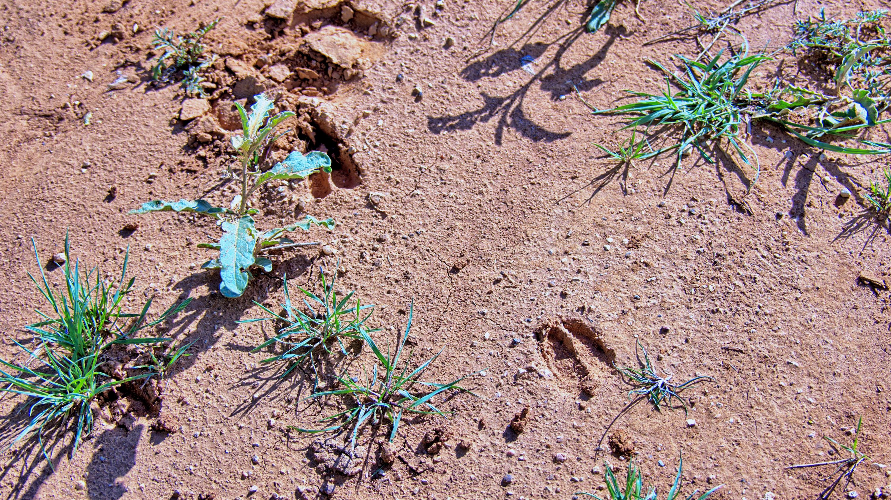  180 +/- Acre Multi-use North Texas Ranch - 物件實景