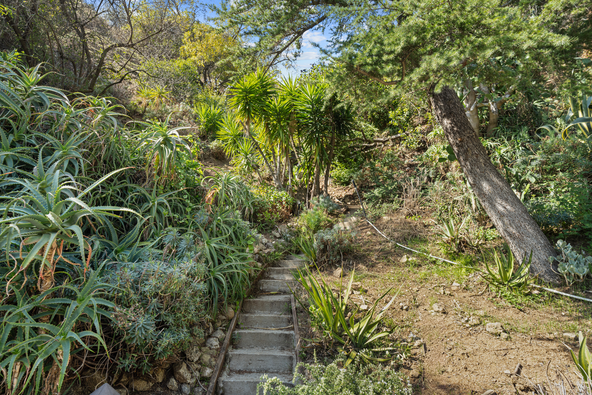  1853 Nichols Canyon Rd - 物件實景
