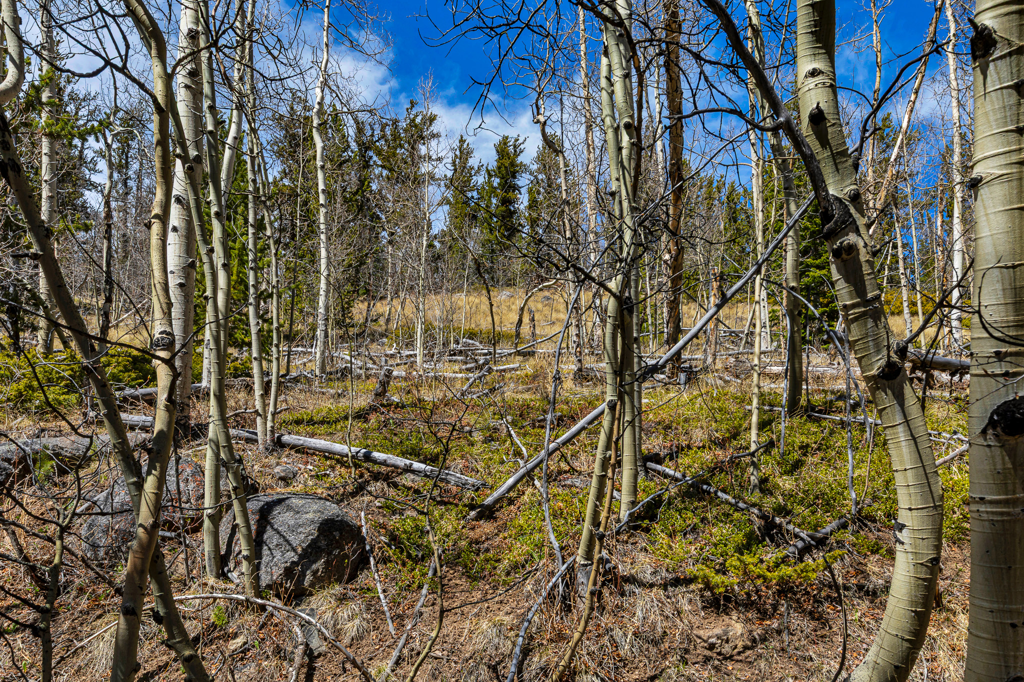  270 Co Rd 667, Alma, CO, 80440 - 物件實景