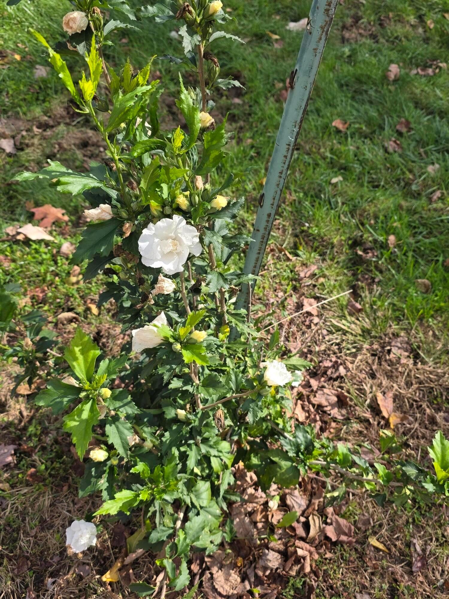 Cardington, Ohio, 43315, United States, 3 Bedrooms Bedrooms, ,2 BathroomsBathrooms,Residential,For Sale,1983191