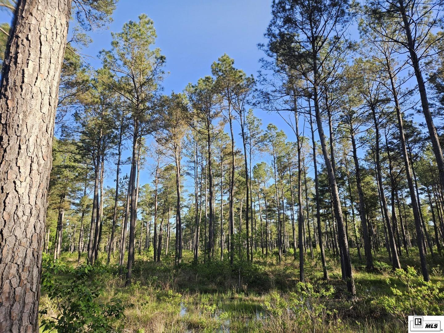 00 HIGHWAY 143, West Monroe, Louisiana, 71291, United States, ,Land,For Sale,00 HIGHWAY 143,1620835