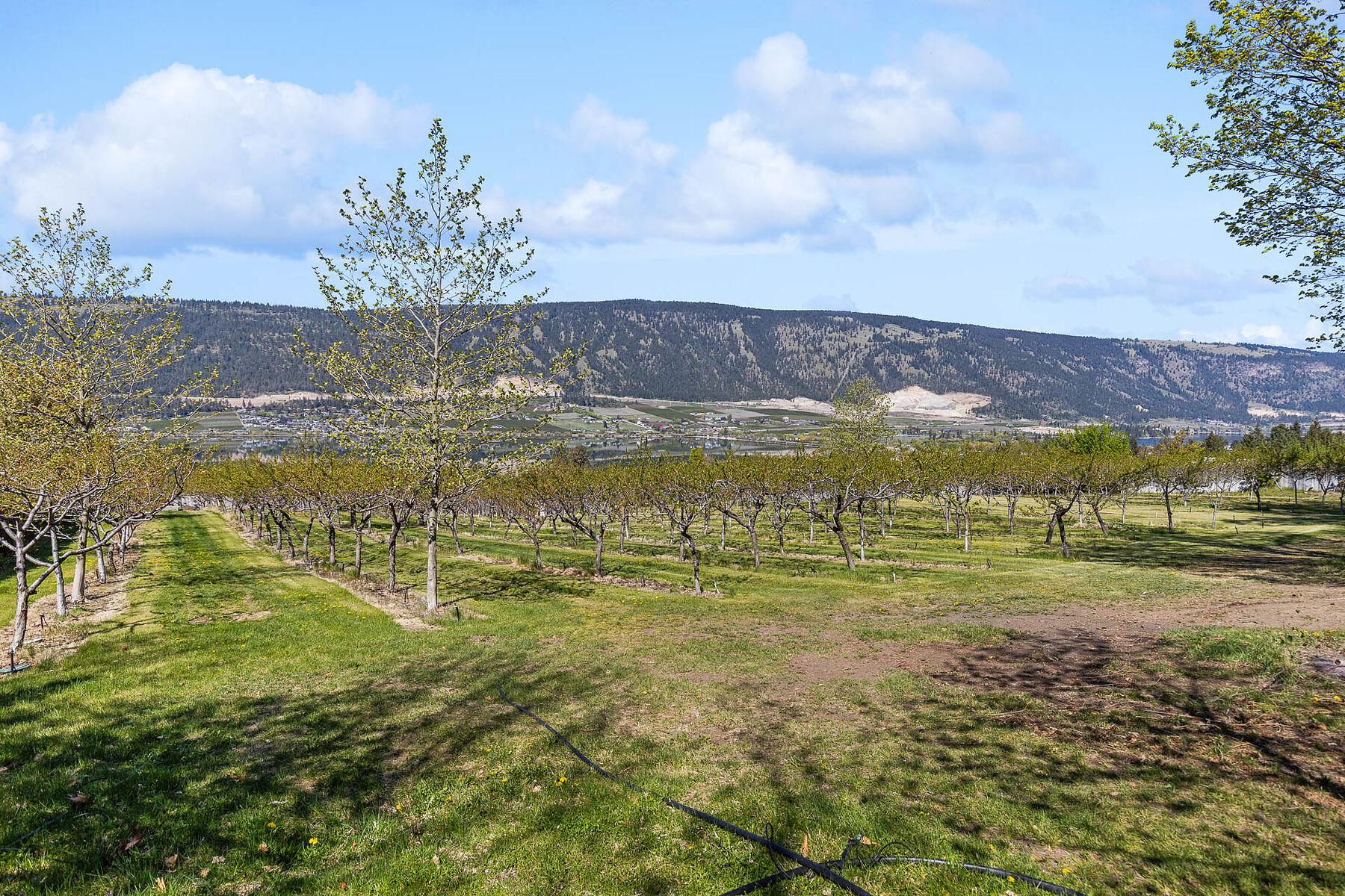  2.63 Acres in Oyama - 物件實景