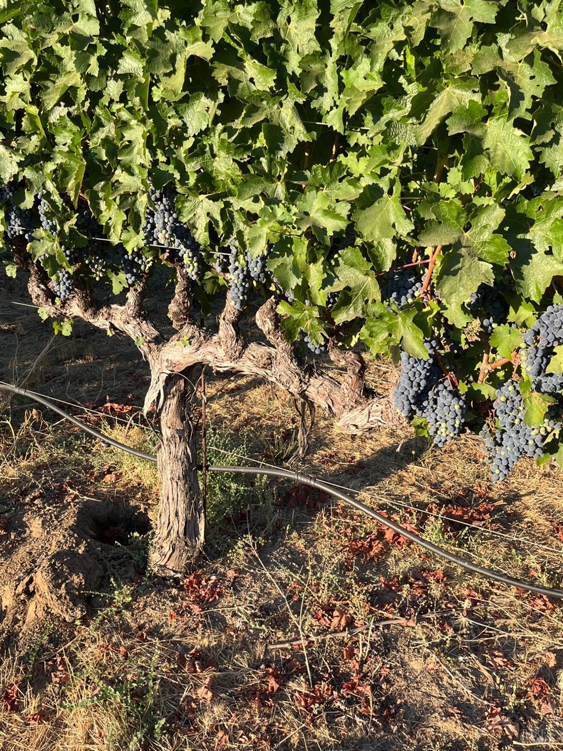 Napa, California, 94558, United States, 3 Bedrooms Bedrooms, ,3 BathroomsBathrooms,Residential,For Sale,1991897