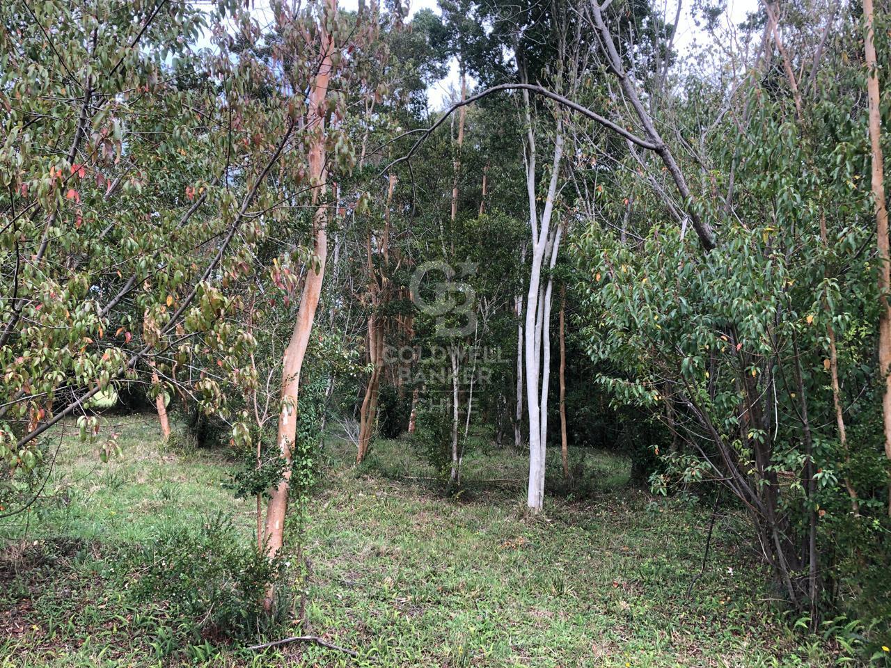 Puerto Varas, Chile, ,Residential,For Sale,1959387