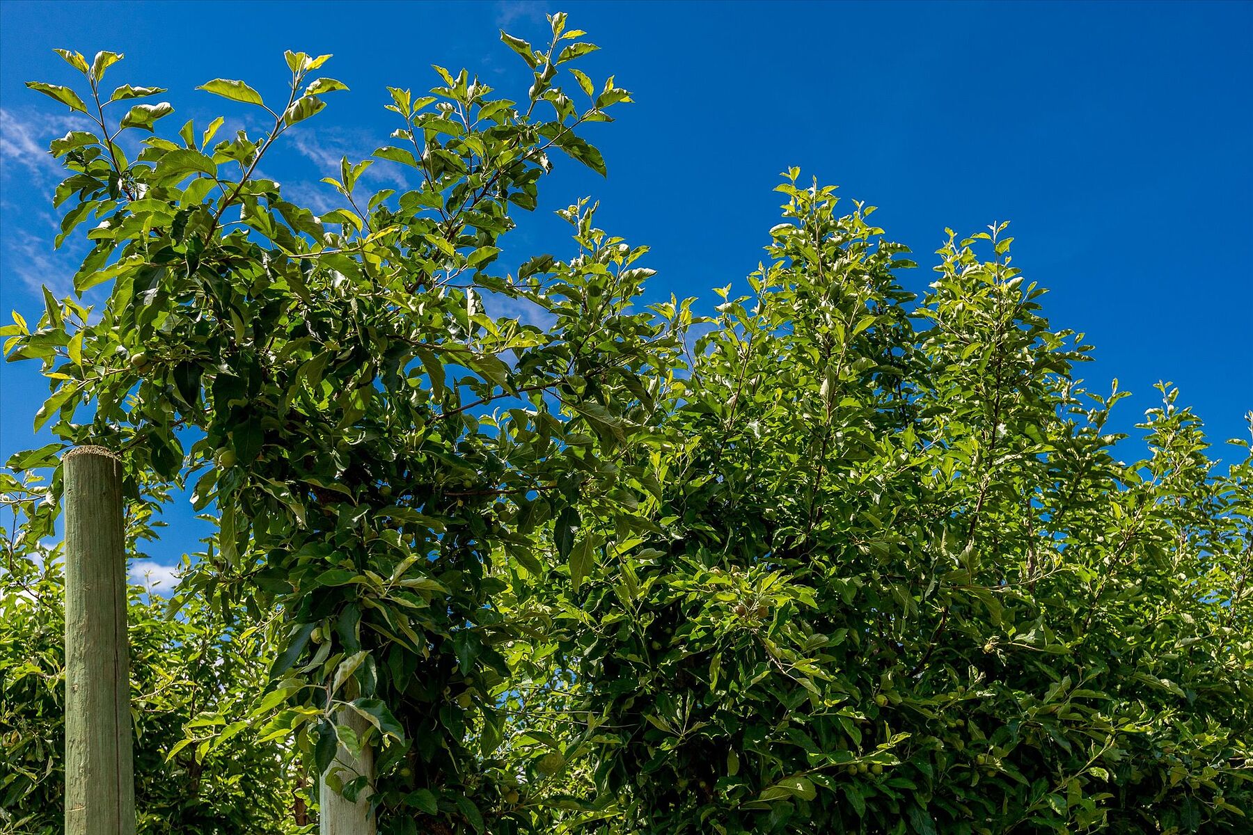  10 Acre Orchard - 物件實景