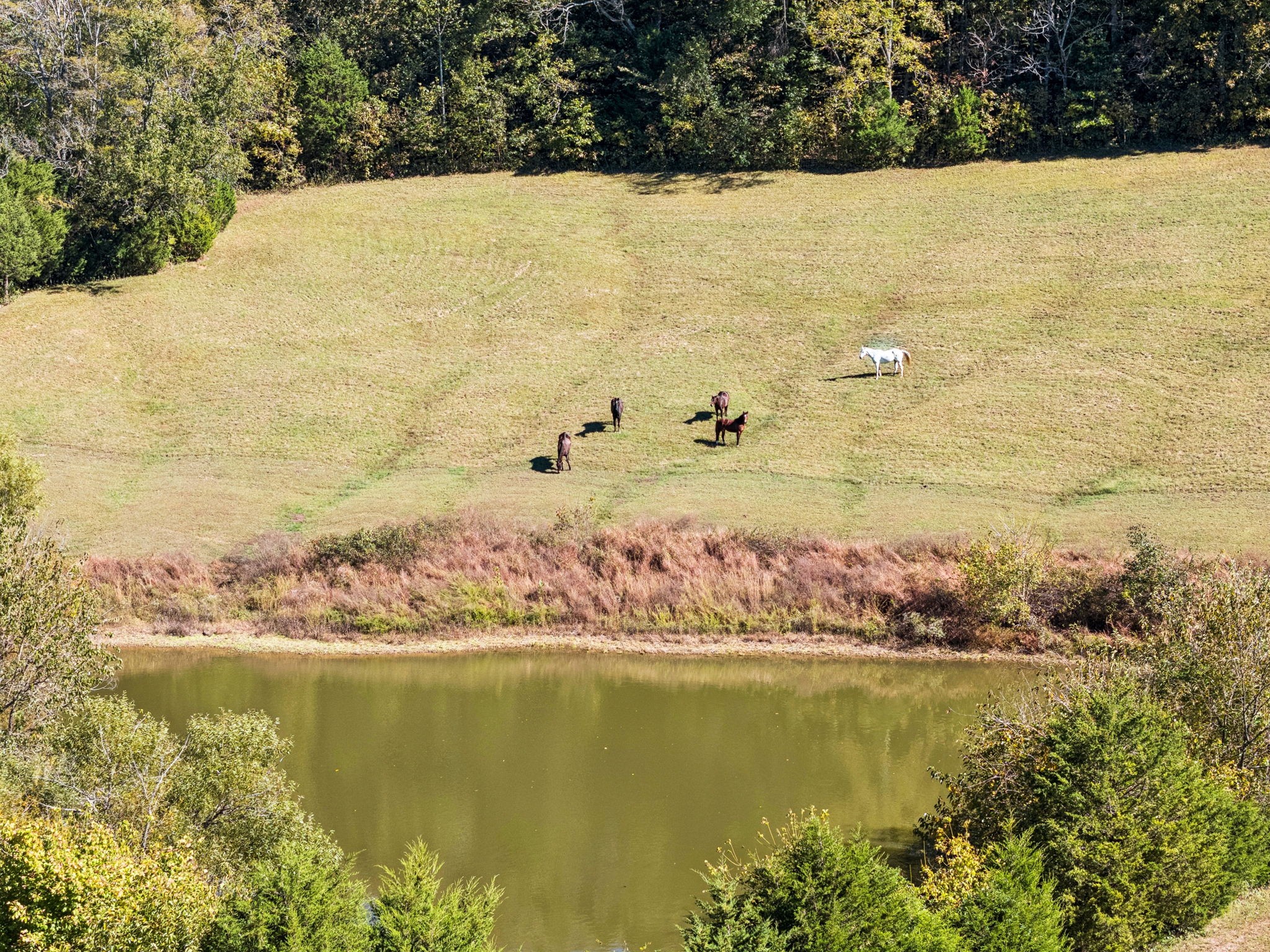  2846 Fuller Hollow Rd, Cornersville, TN, 37047 - 物件實景