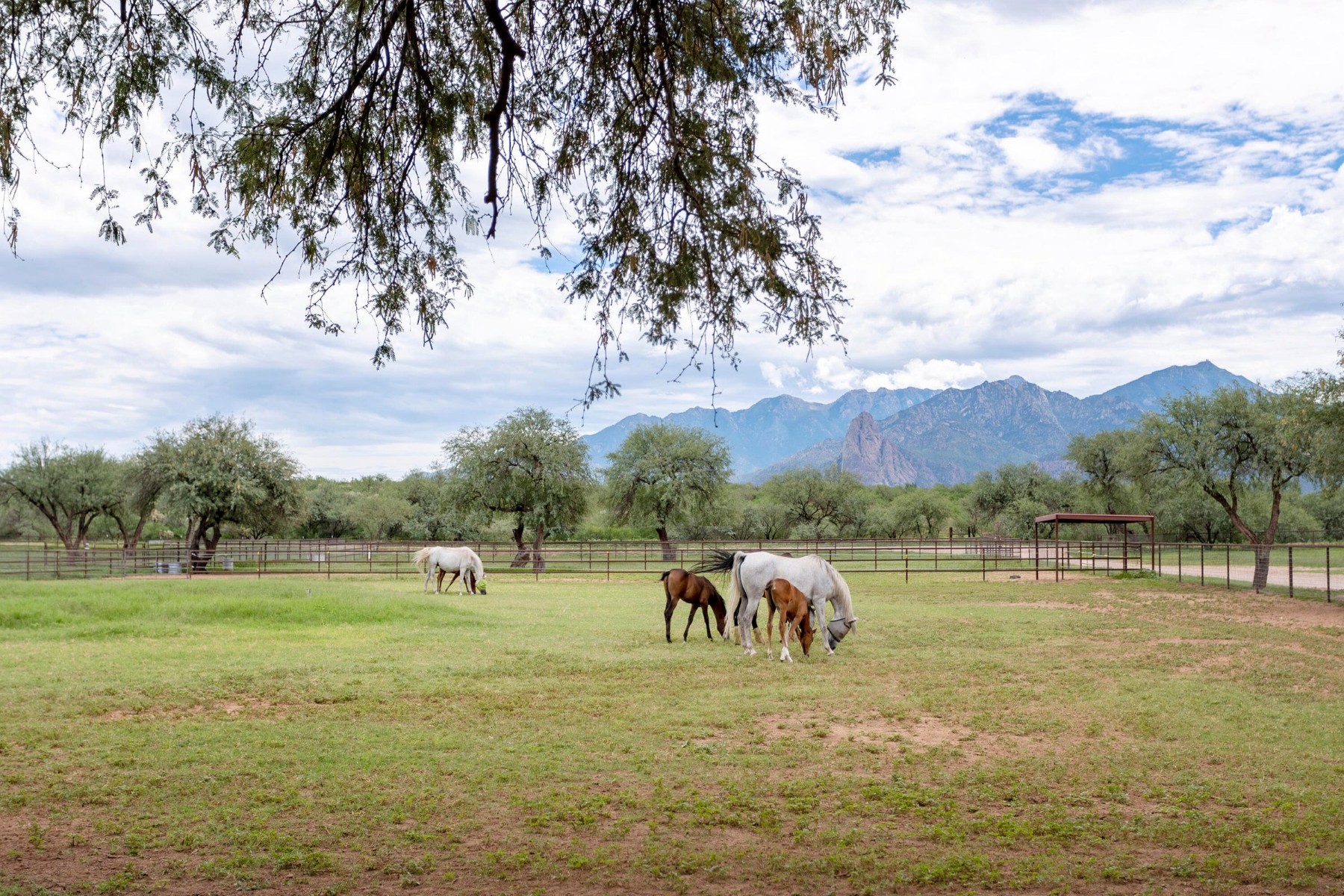  3155 W Elephant Head Road¦Amado, AZ - 物件實景
