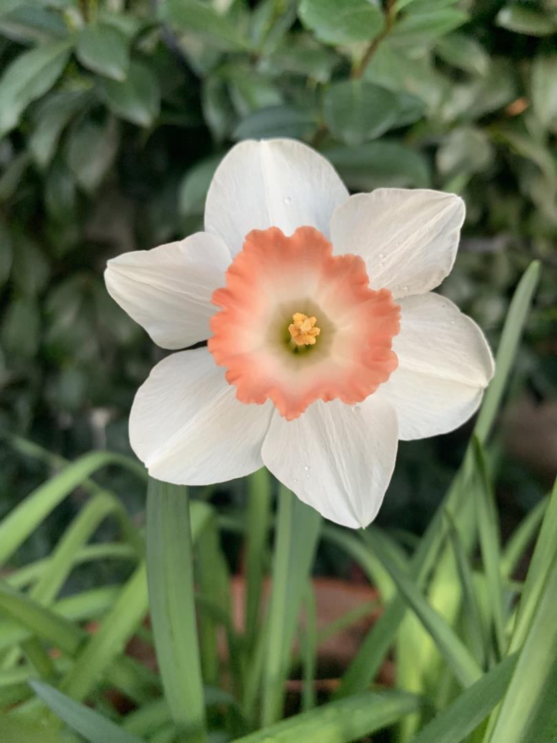 San Jose, California, 95125, United States, 4 Bedrooms Bedrooms, ,2 BathroomsBathrooms,Residential,For Sale,2003110