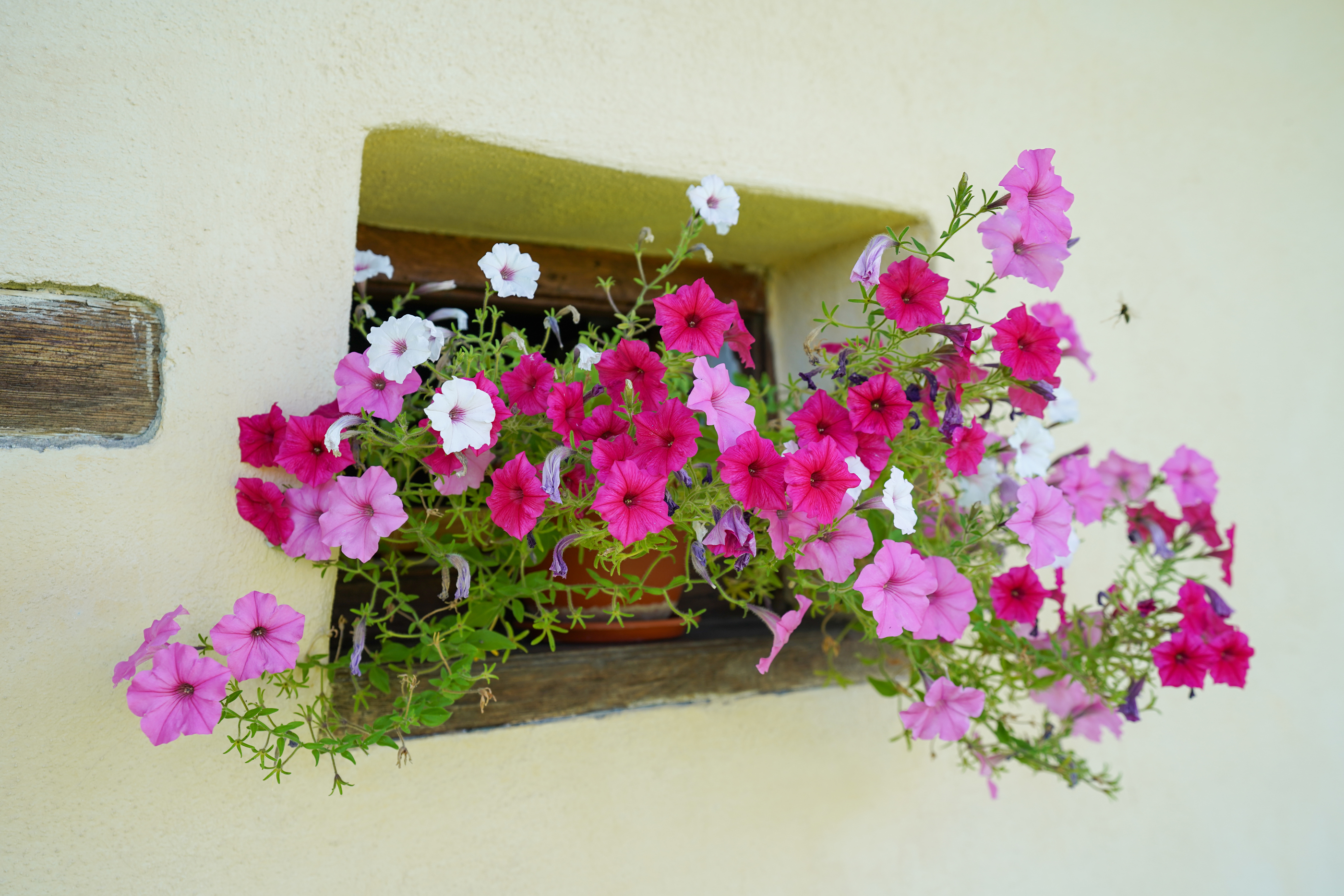  Restored Authentic Saxon House in Viscri, Between Heritage and Nature - 物件實景