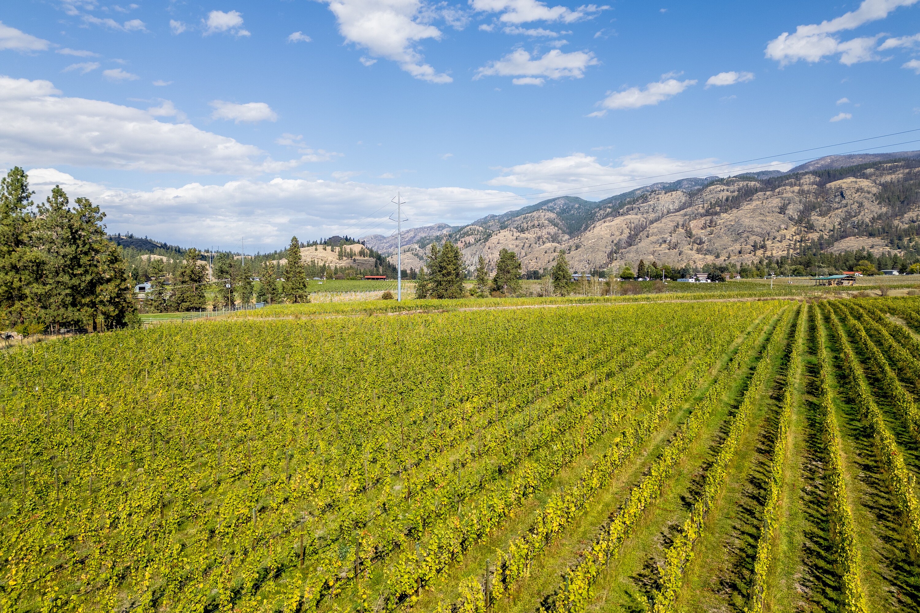  Vineyard in Okanagan Falls - 物件實景