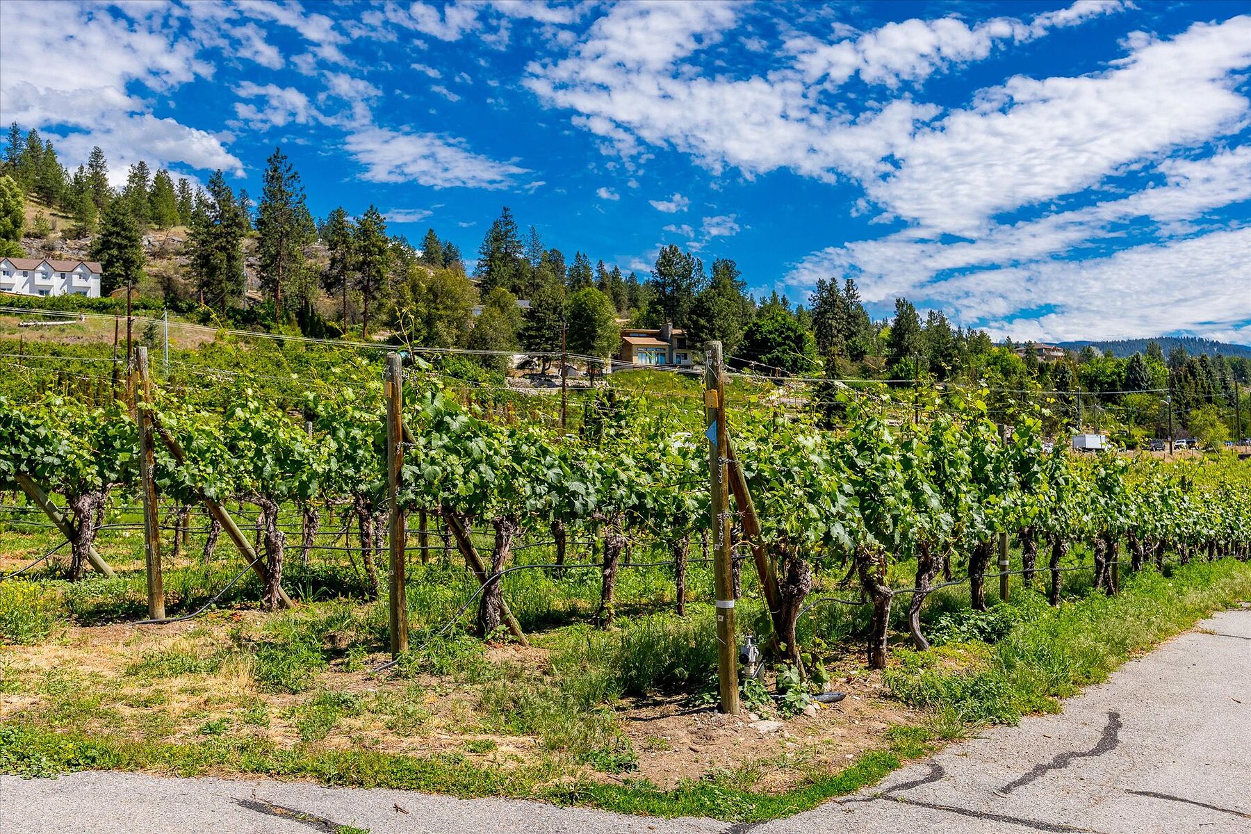  Multiple Homes on a Vineyard - 物件實景