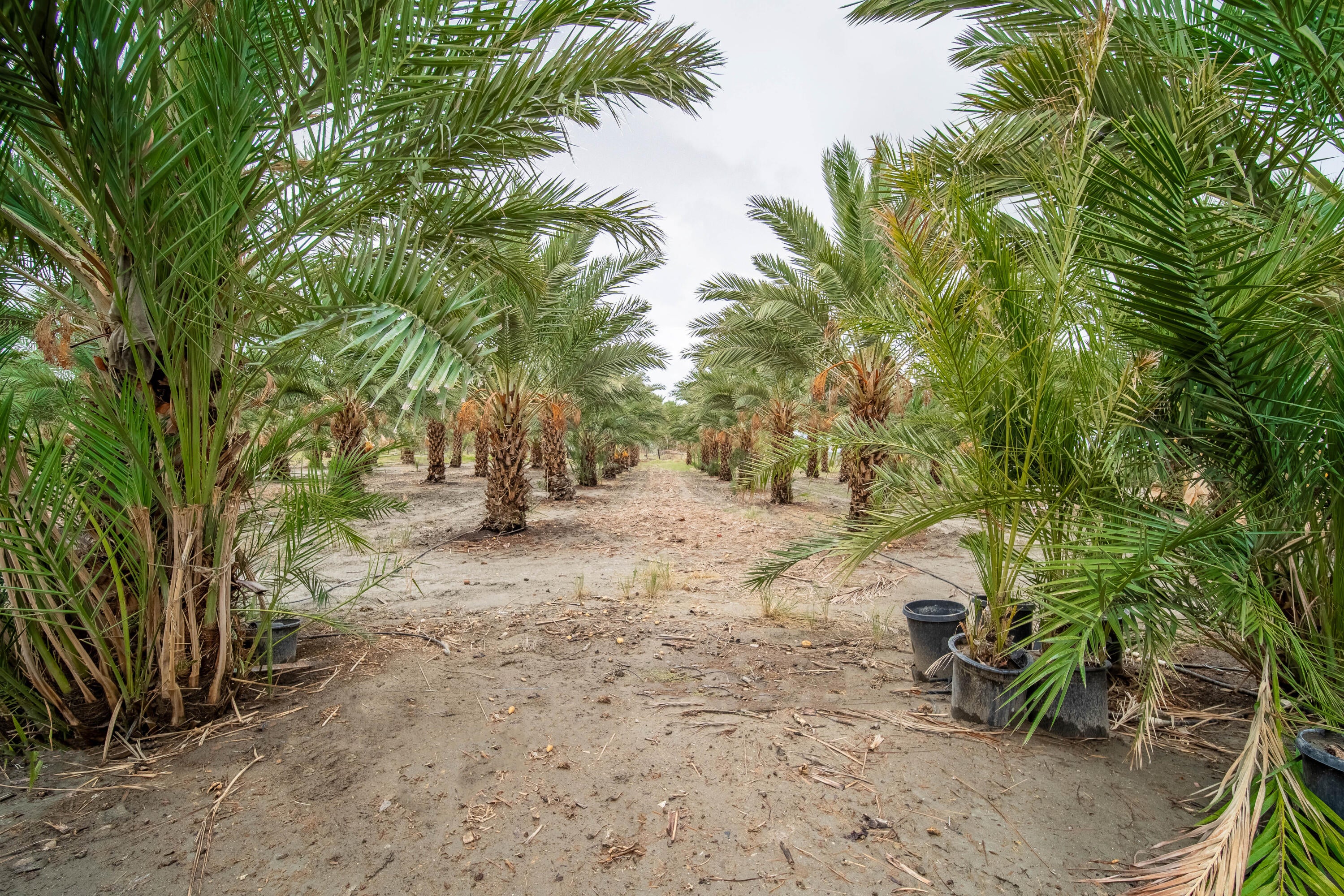 Thermal, California, 92274, United States, 3 Bedrooms Bedrooms, ,4 BathroomsBathrooms,Residential,For Sale,2006584