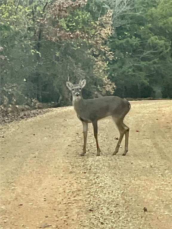 Berryville, Arkansas, 72616, United States, 6 Bedrooms Bedrooms, ,4 BathroomsBathrooms,Residential,For Sale,1988341
