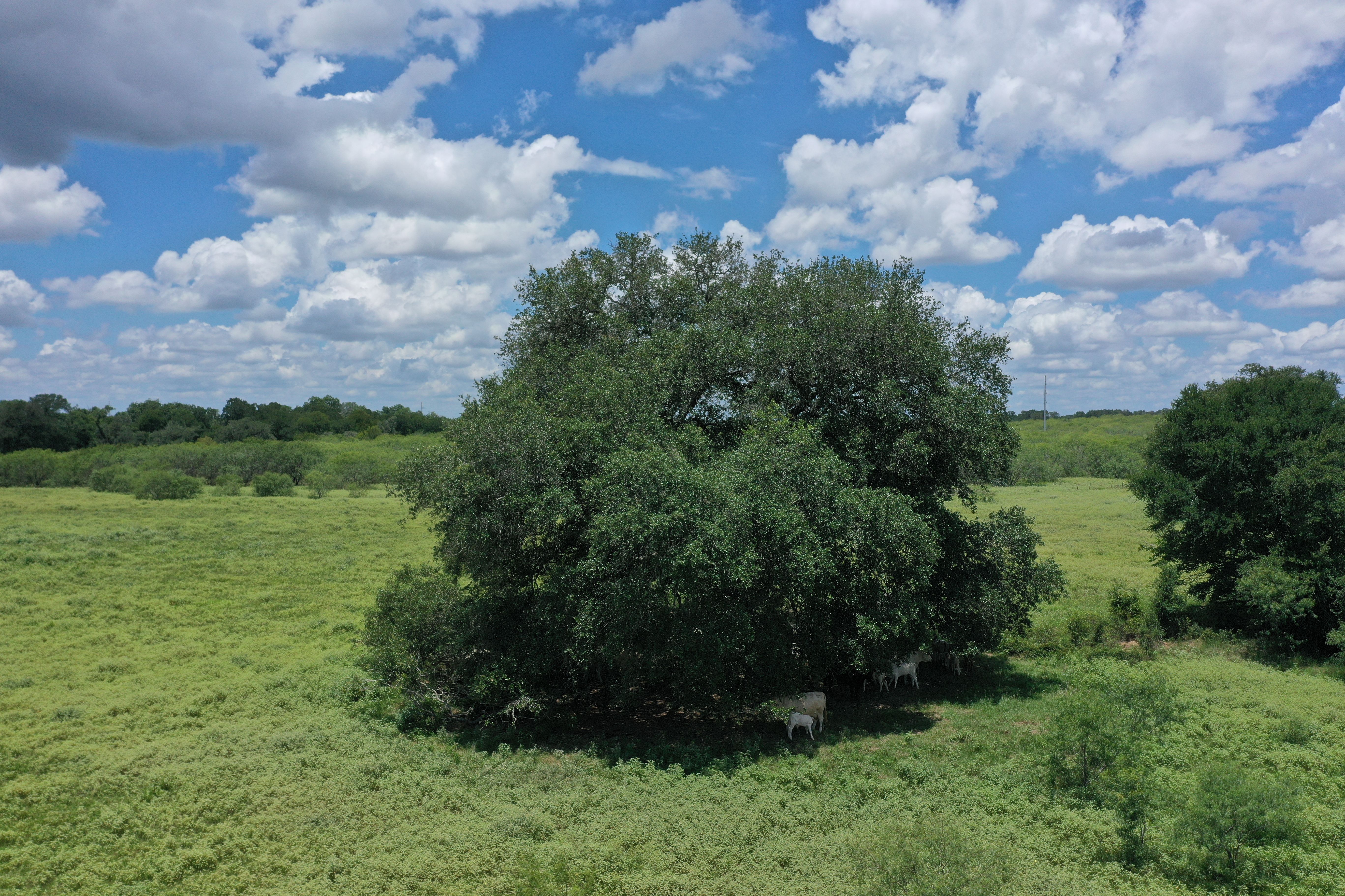  Buck Branch Ranch - 物件實景
