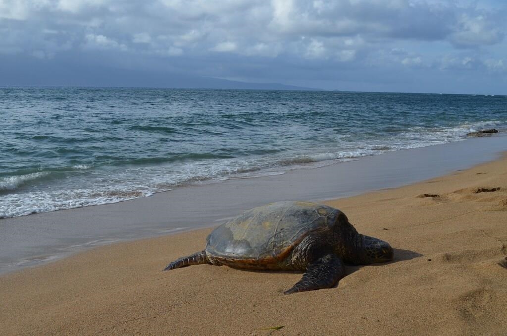 Kihei, Hawaii, 96753, United States, 2 Bedrooms Bedrooms, ,2 BathroomsBathrooms,Residential,For Sale,2003525