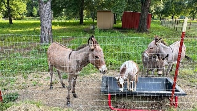 Hodgen, Oklahoma, 74939, United States, 4 Bedrooms Bedrooms, ,3 BathroomsBathrooms,Residential,For Sale,1979733