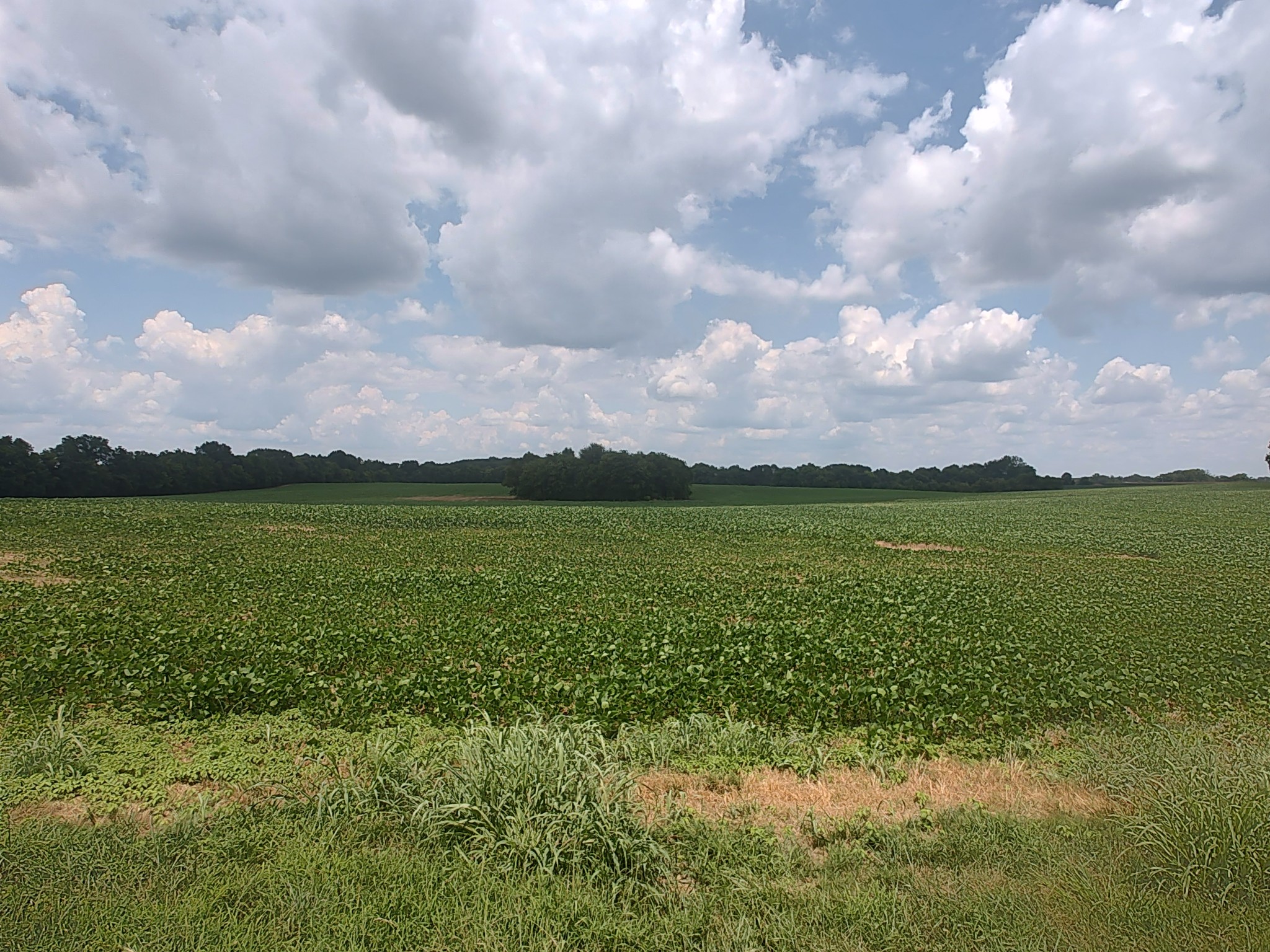 Cedar Hill, Tennessee, 37032, United States, ,Land,For Sale,1980788