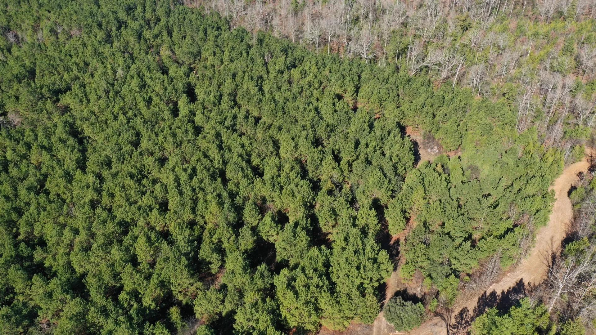 Linden, Texas, 75563, United States, ,Land,For Sale,2005293