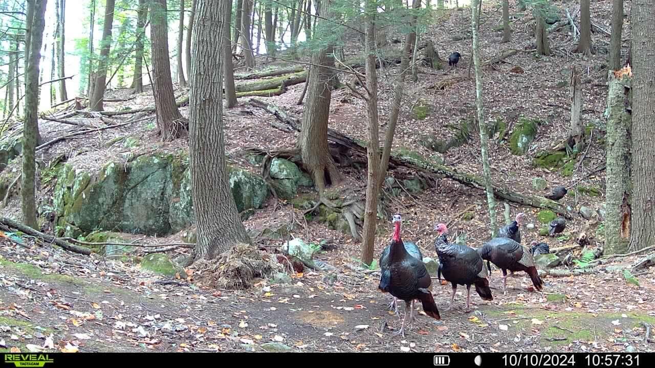 735 Highland Road, Keeseville, New York, 12944, United States, 2 Bedrooms Bedrooms, ,2 BathroomsBathrooms,Residential,For Sale,735 Highland Road,1587579