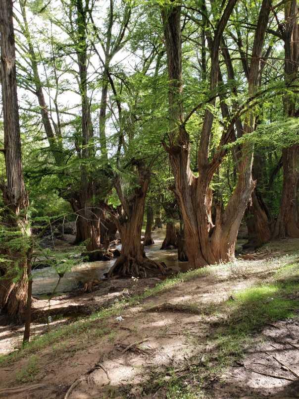 CONOCIDO NOMBRE DE DIOS DURANGO, Nombre de Dios, Durango, 34840, Mexico, 1 Bedroom Bedrooms, ,Residential,For Sale,CONOCIDO NOMBRE DE DIOS DURANGO,1627562