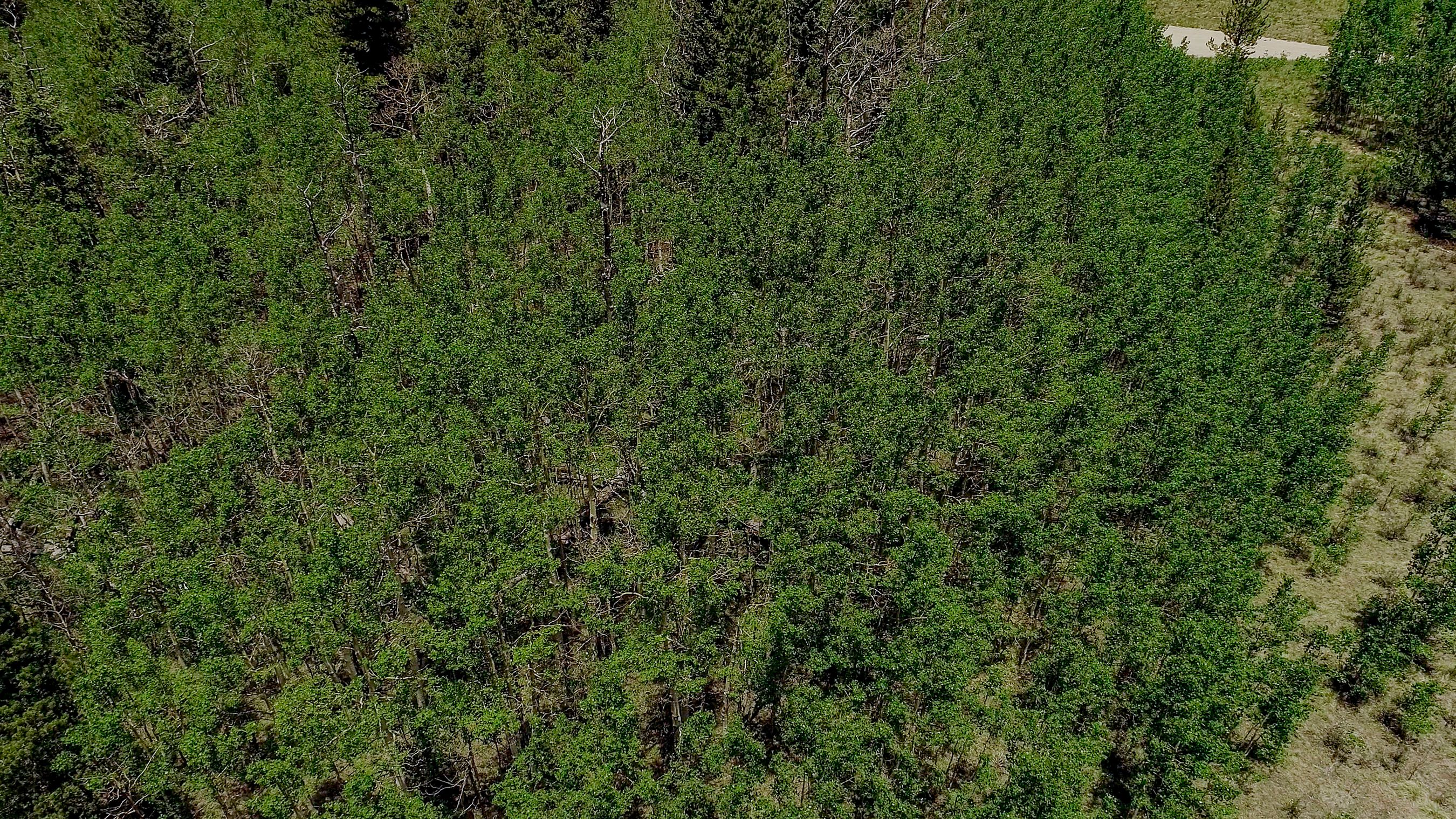  515 Wild Rye Road, Fairplay, CO, 80440 - 物件實景