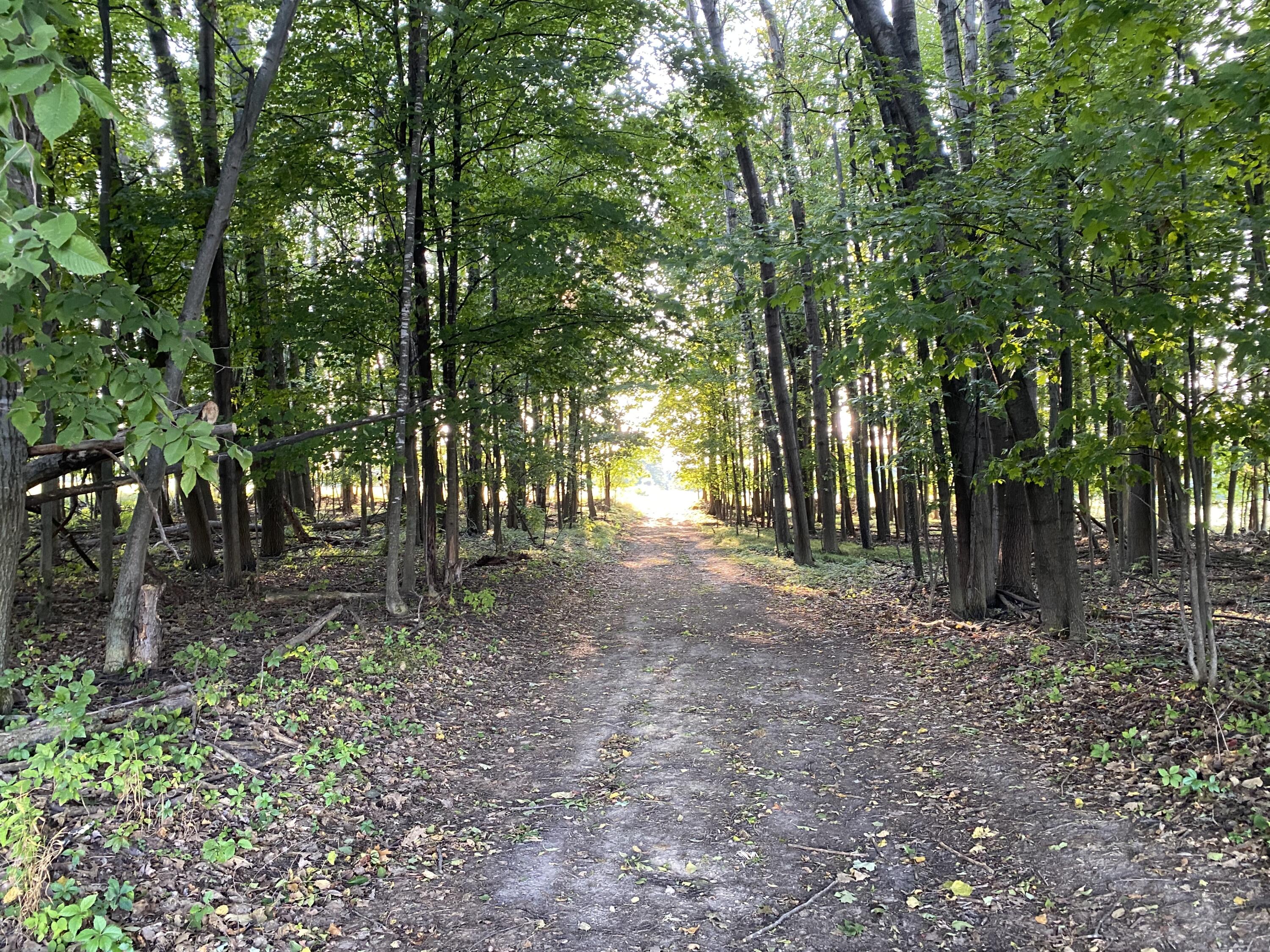 Lakeview, Michigan, 48850, United States, ,Land,For Sale,1942163