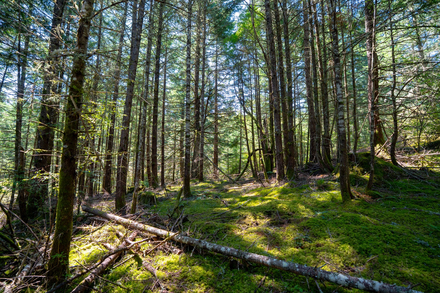  Hilltop Forest Retreat - 物件實景