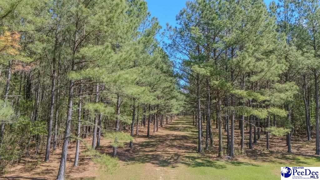 1315 Hill Harrell Road, Effingham, South Carolina, 29541-3179, United States, ,Land,For Sale,1315 Hill Harrell Road,1501598
