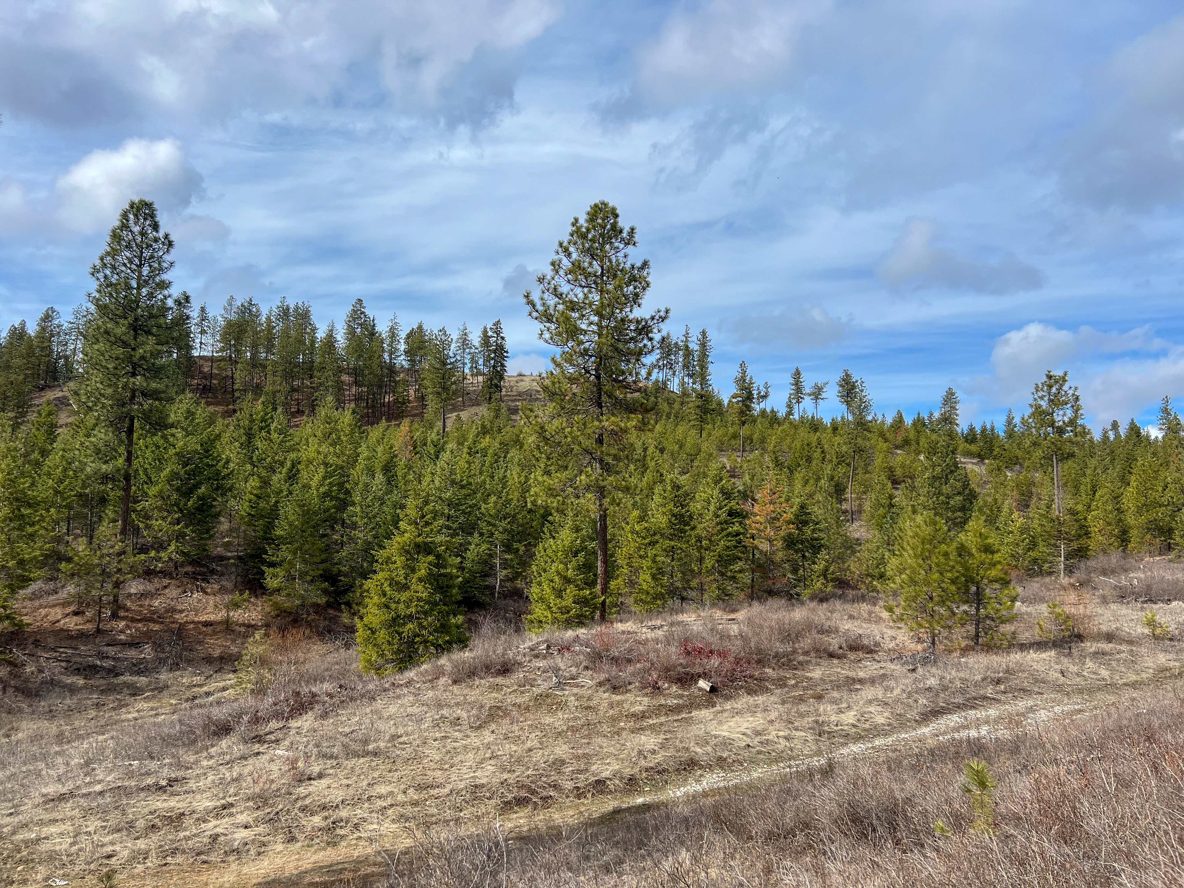 Valley, Washington, 99181, United States, ,Land,For Sale,1979391
